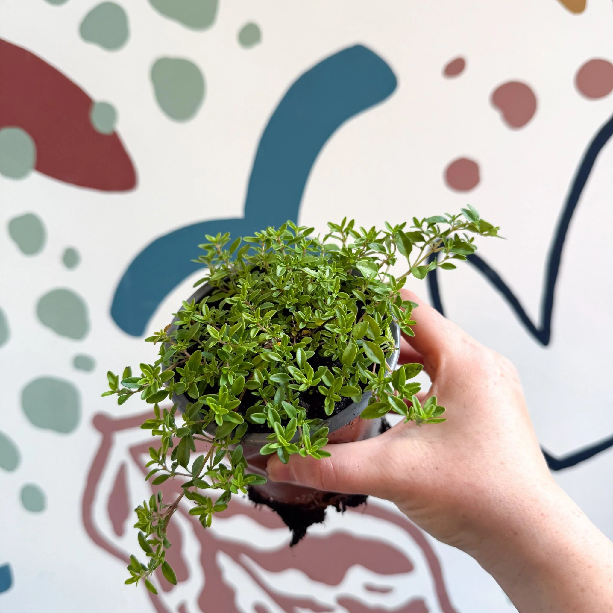 Thymus citriodorus 'Aureus' - Thyme - British Grown Culinary Herbs - Image 7