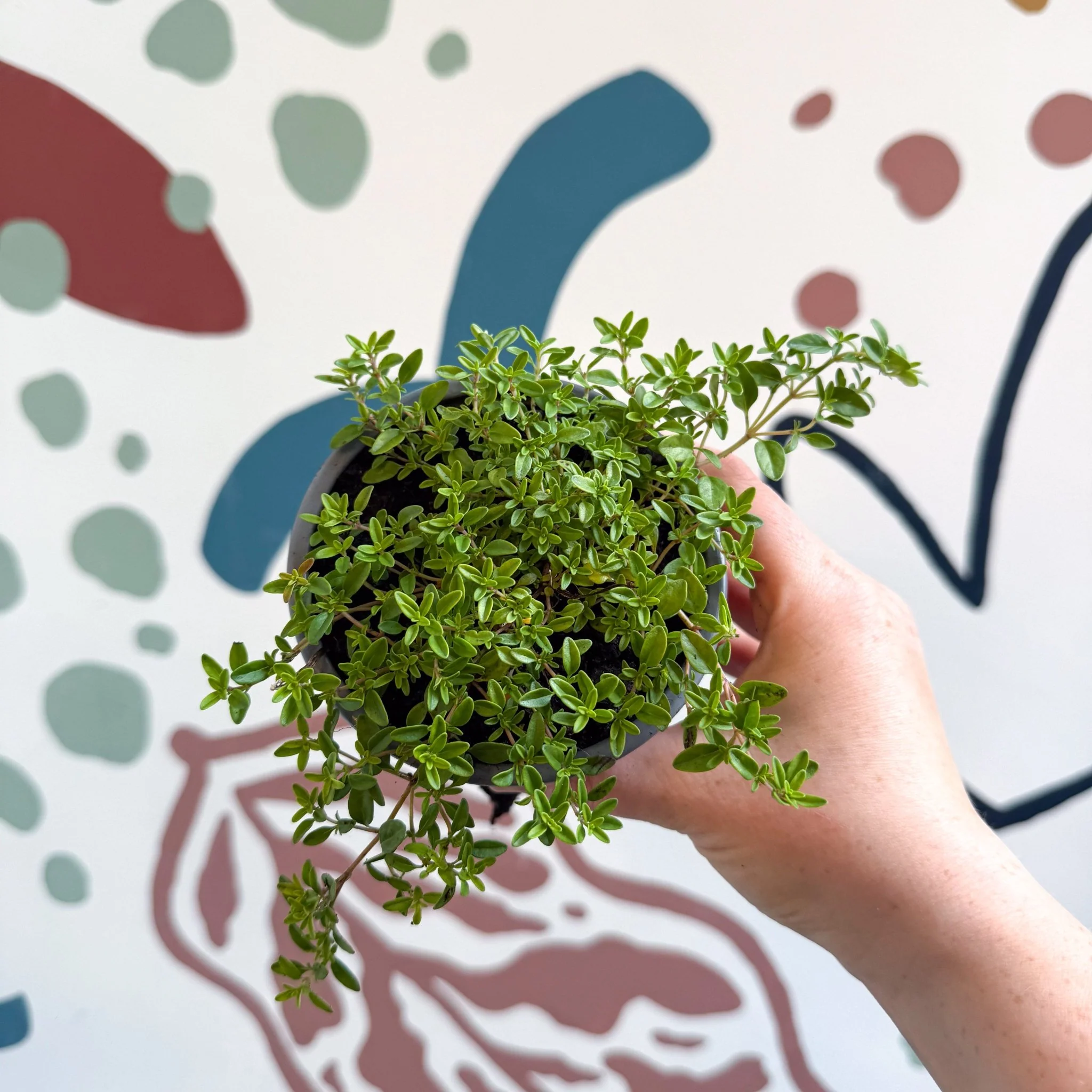 Thymus citriodorus 'Aureus' - Thyme - British Grown Culinary Herbs - Image 8