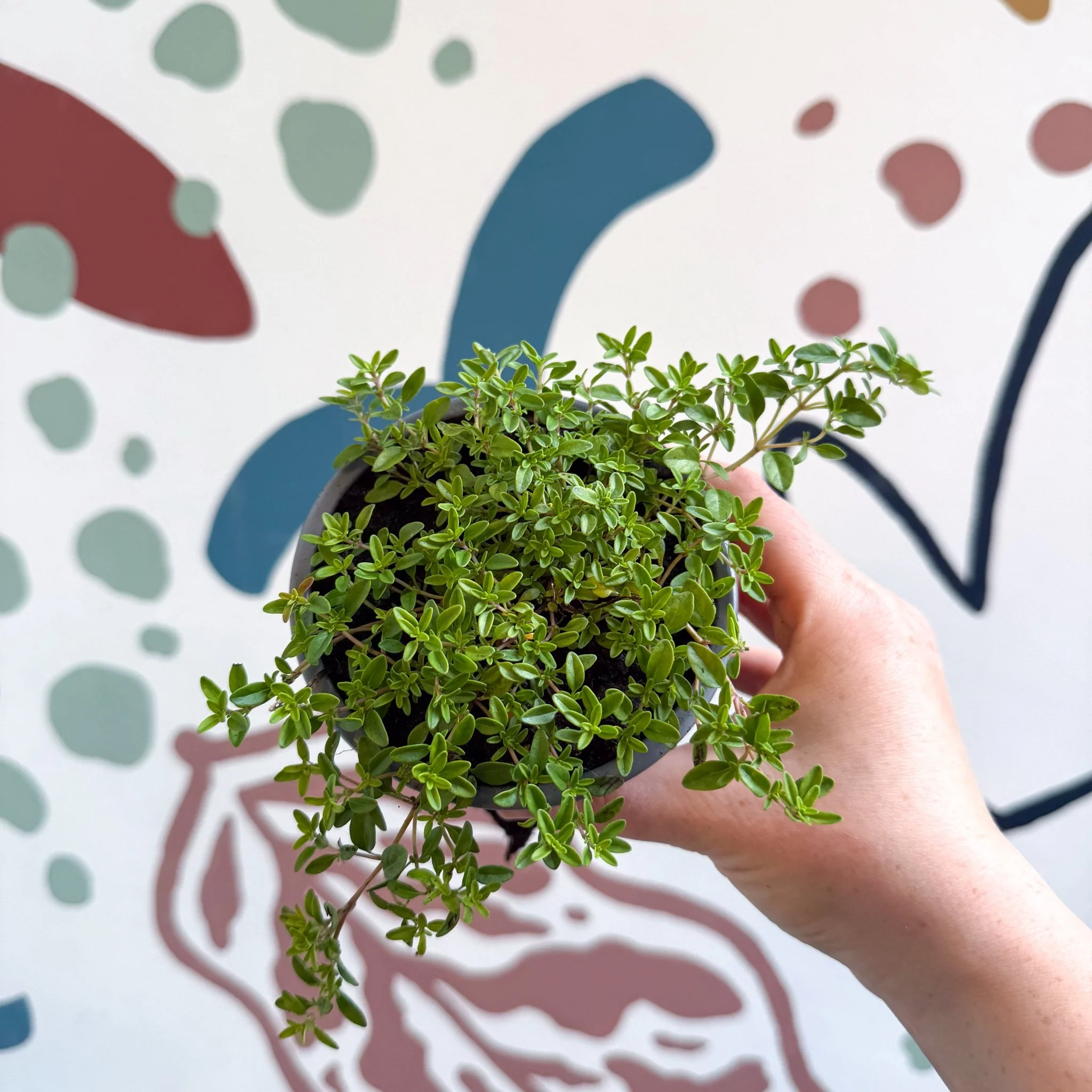 Thymus citriodorus 'Aureus' - Thyme - British Grown Culinary Herbs - Image 9