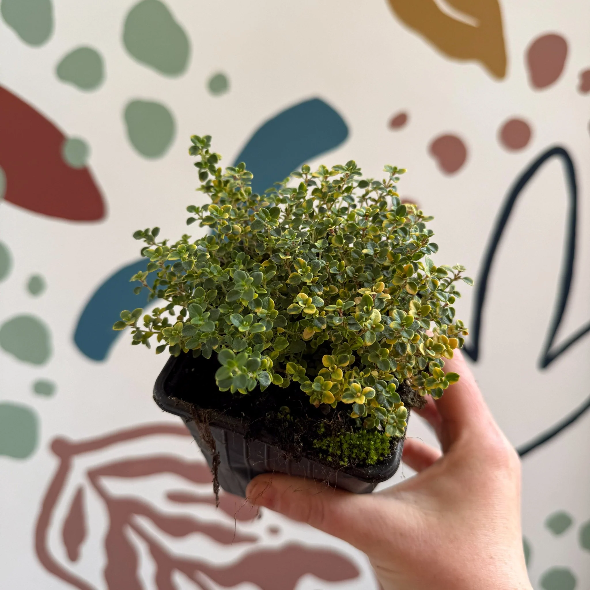 Thymus citriodorus 'Doone Valley' - Thyme - British Grown Culinary Herbs - Image 10