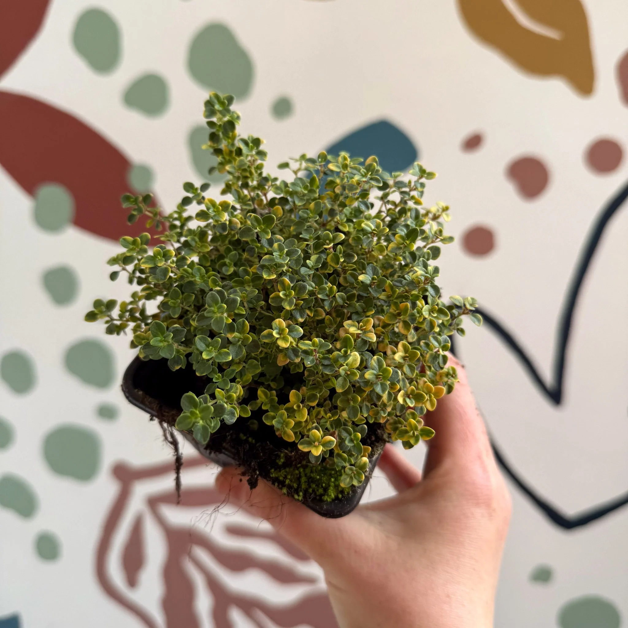 Thymus citriodorus 'Doone Valley' - Thyme - British Grown Culinary Herbs - Image 11