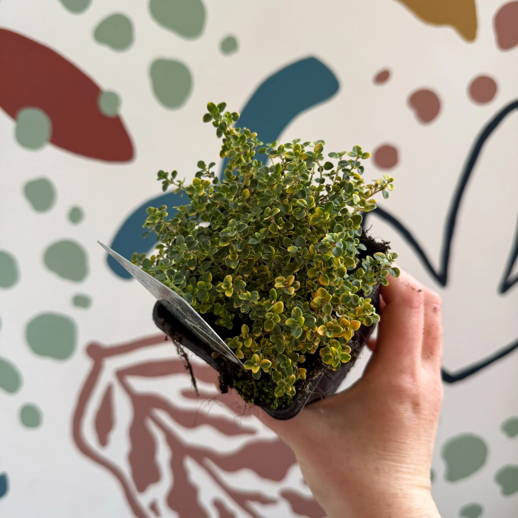 Thymus citriodorus 'Doone Valley' - Thyme - British Grown Culinary Herbs - Image 7