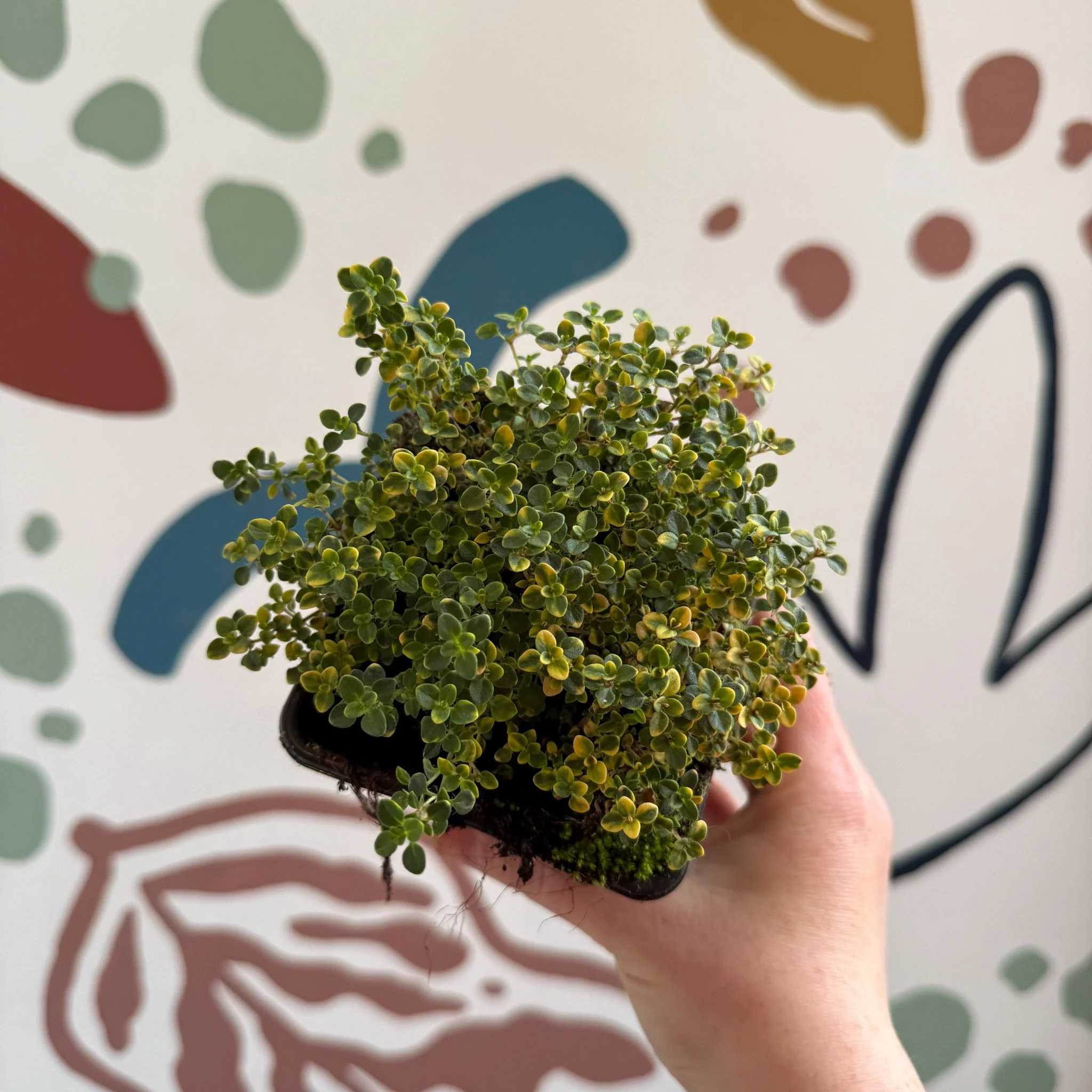 Thymus citriodorus 'Doone Valley' - Thyme - British Grown Culinary Herbs - Image 8
