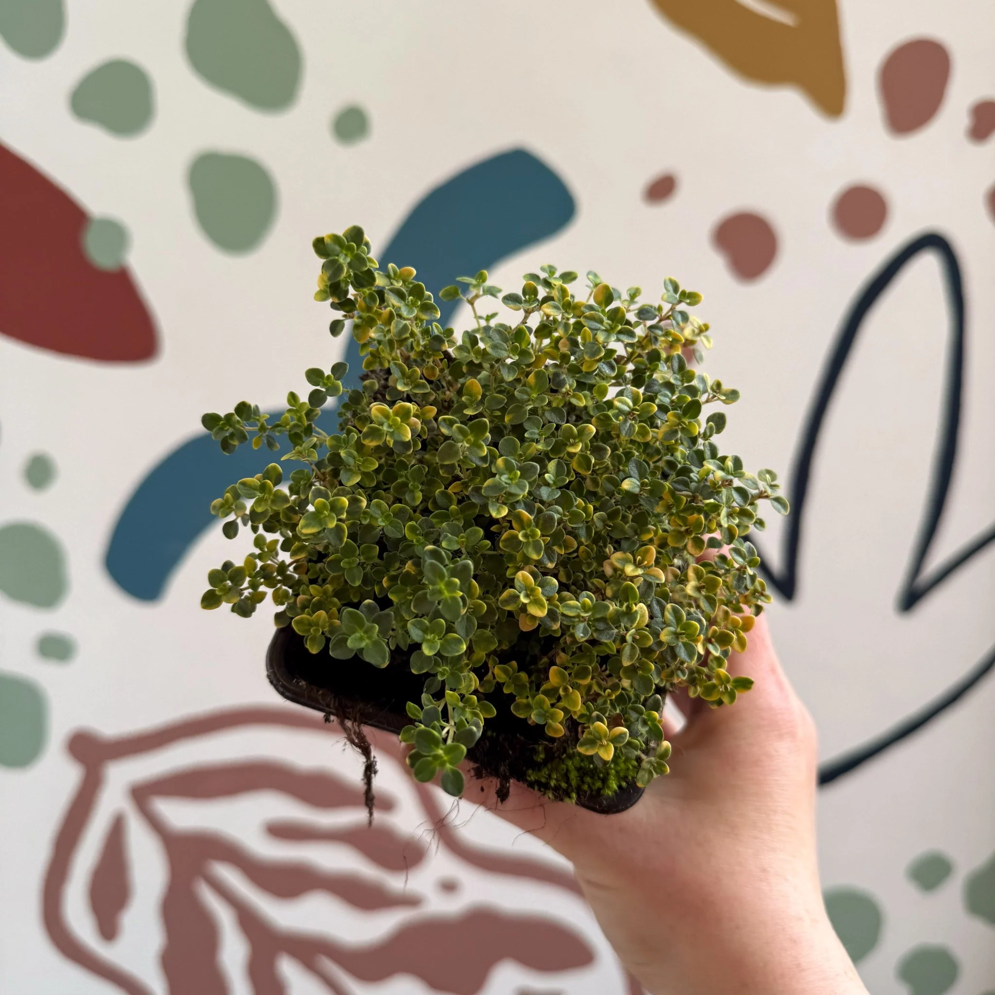 Thymus citriodorus 'Doone Valley' - Thyme - British Grown Culinary Herbs - Image 9