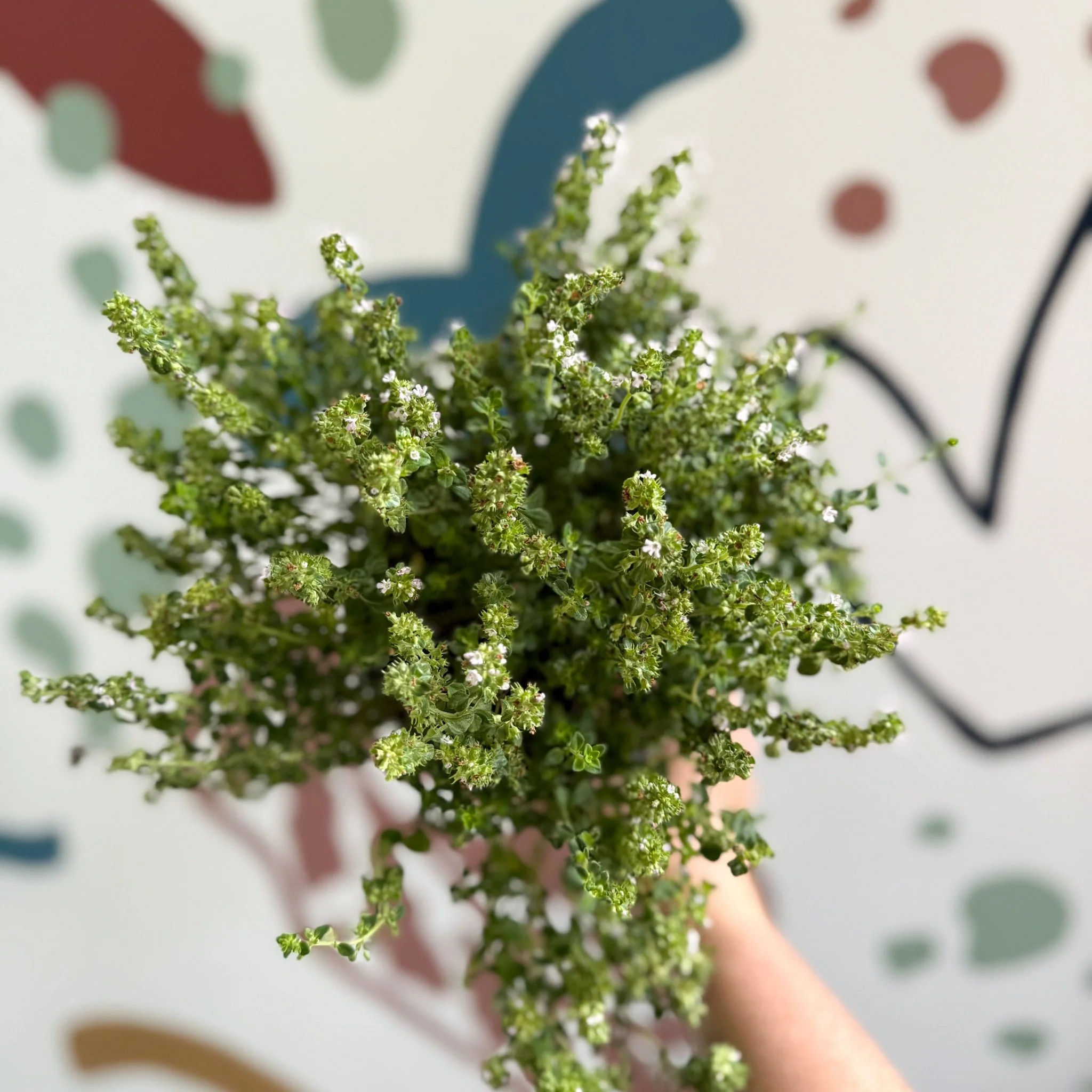 Thymus citriodorus 'Silver Queen' - Lemon Thyme