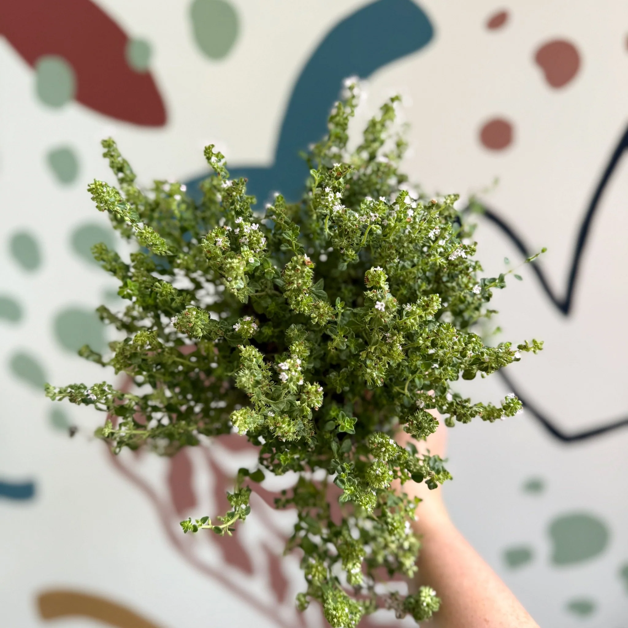 Thymus citriodorus 'Silver Queen' - Lemon Thyme - Image 2