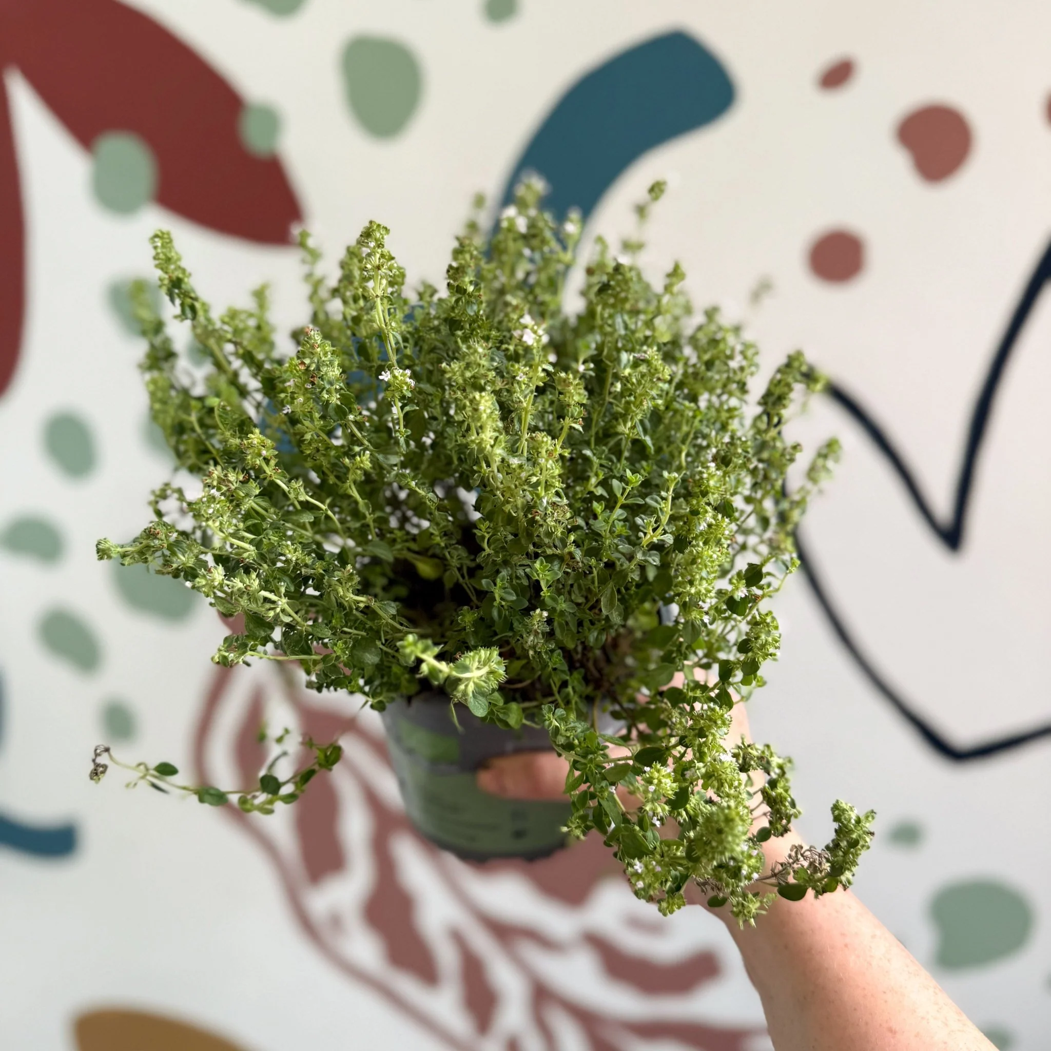 Thymus citriodorus 'Silver Queen' - Lemon Thyme - Image 3