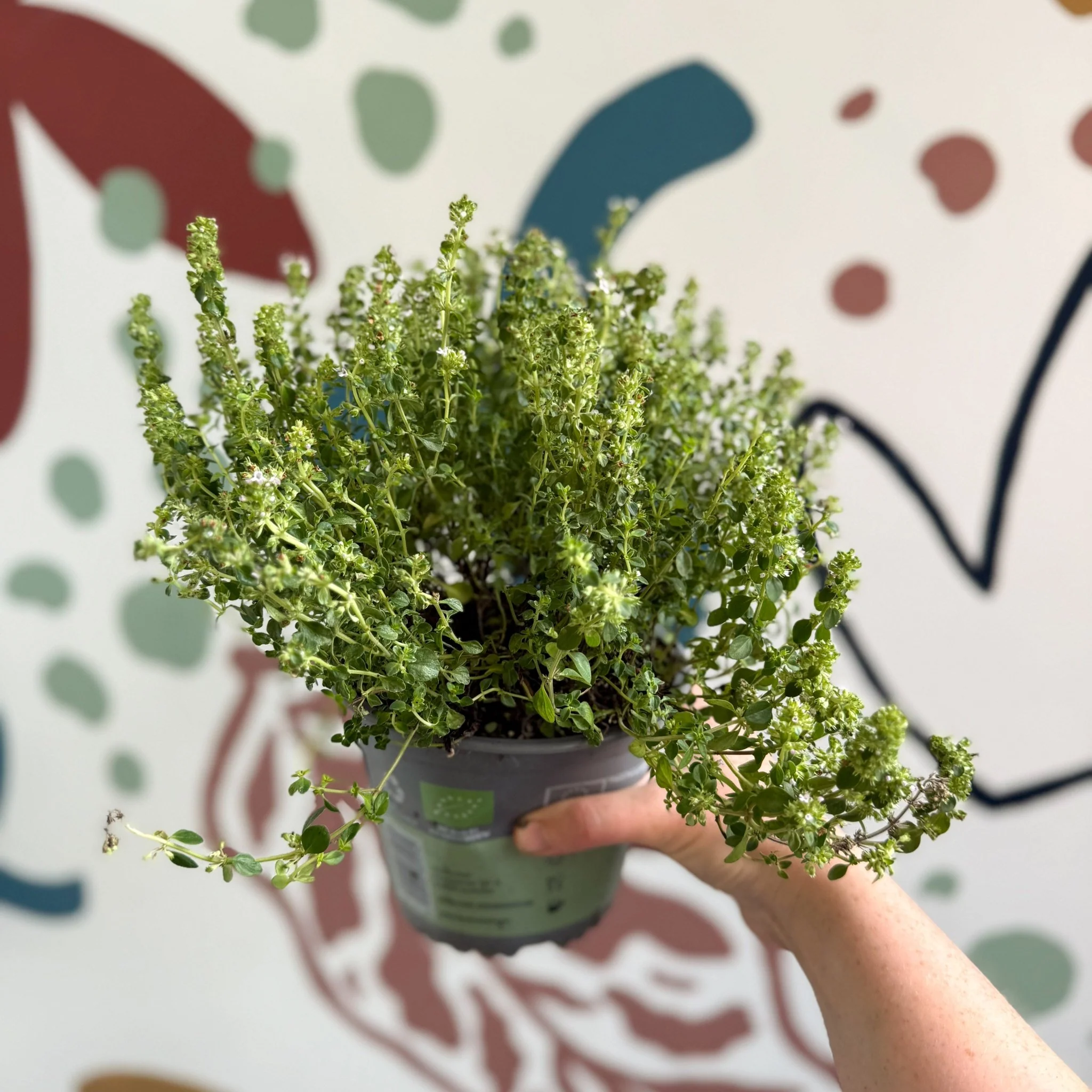 Thymus citriodorus 'Silver Queen' - Lemon Thyme - Image 4