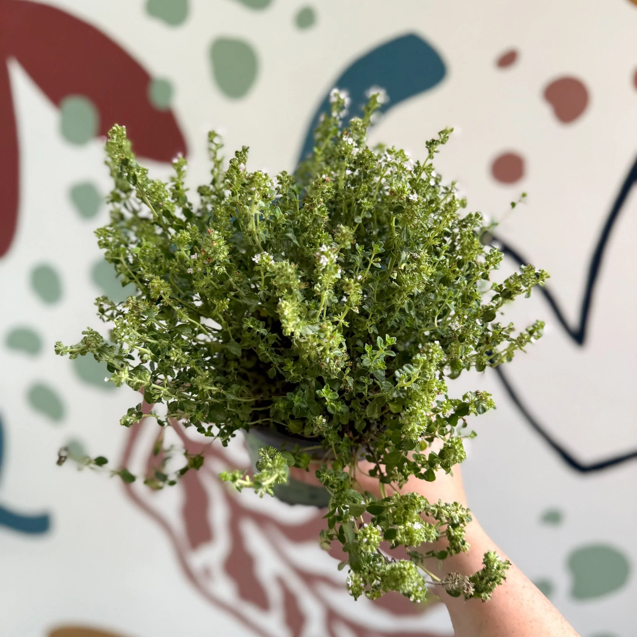 Thymus citriodorus 'Silver Queen' - Lemon Thyme - Image 5