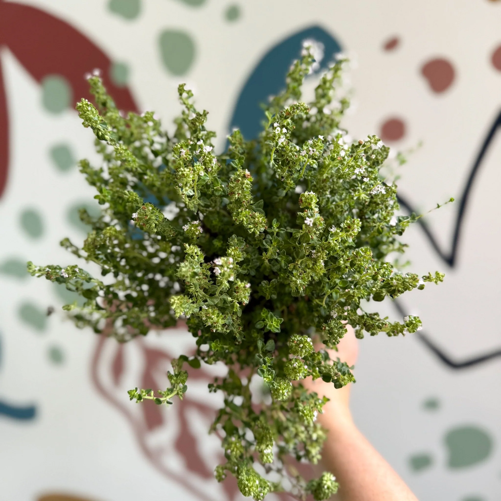 Thymus citriodorus 'Silver Queen' - Lemon Thyme - Image 6