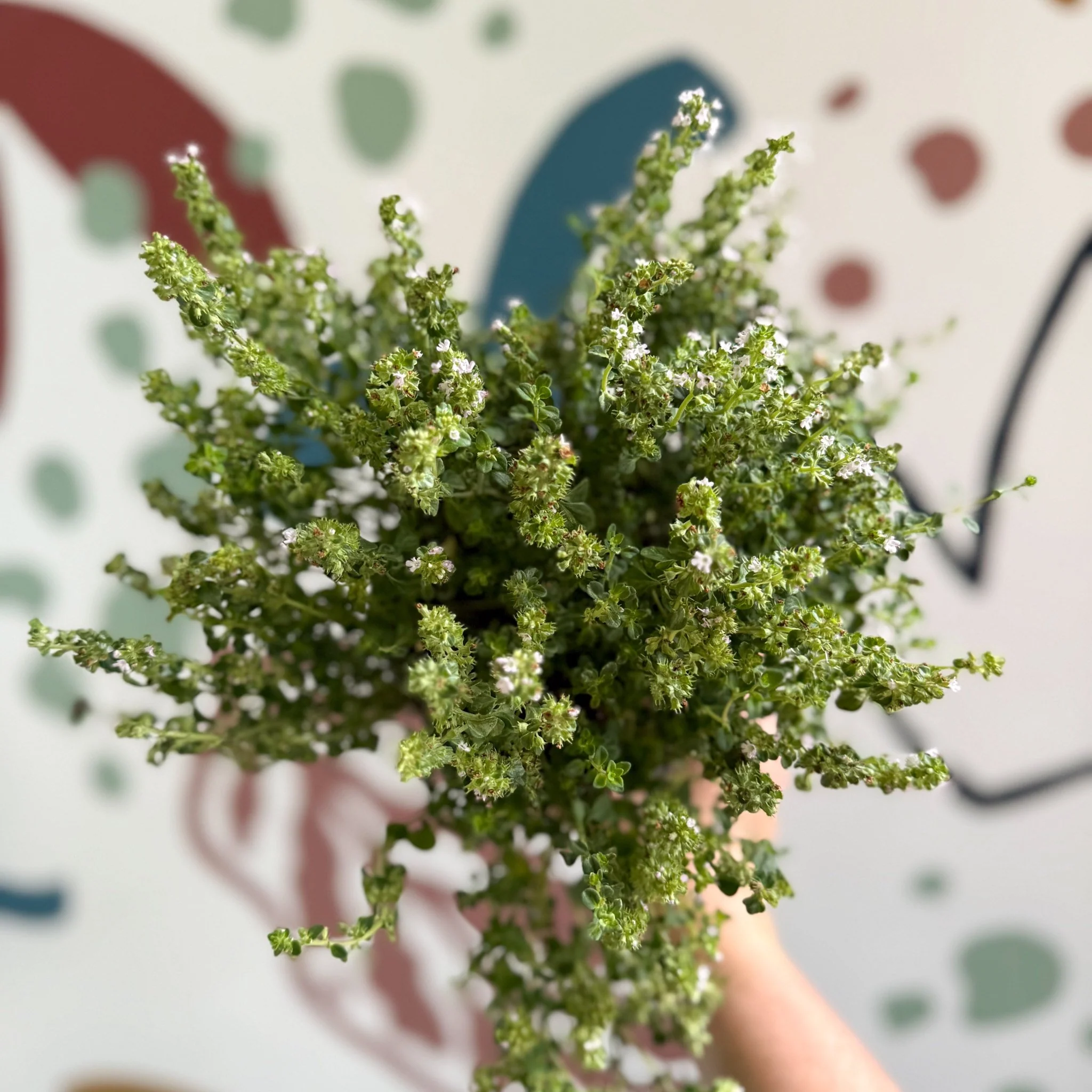 Thymus citriodorus 'Silver Queen' - Lemon Thyme - Image 7
