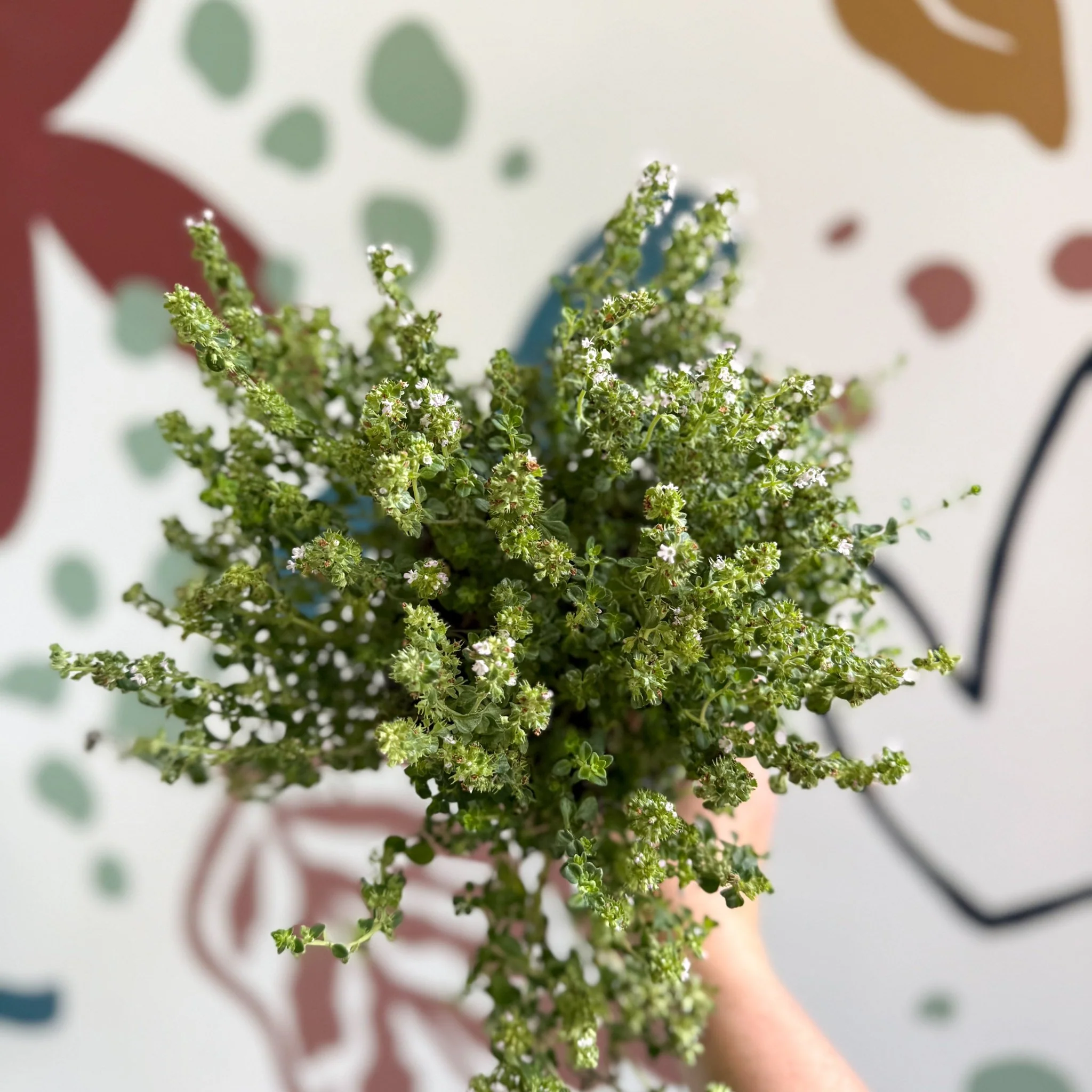 Thymus citriodorus 'Silver Queen' - Lemon Thyme - Image 8