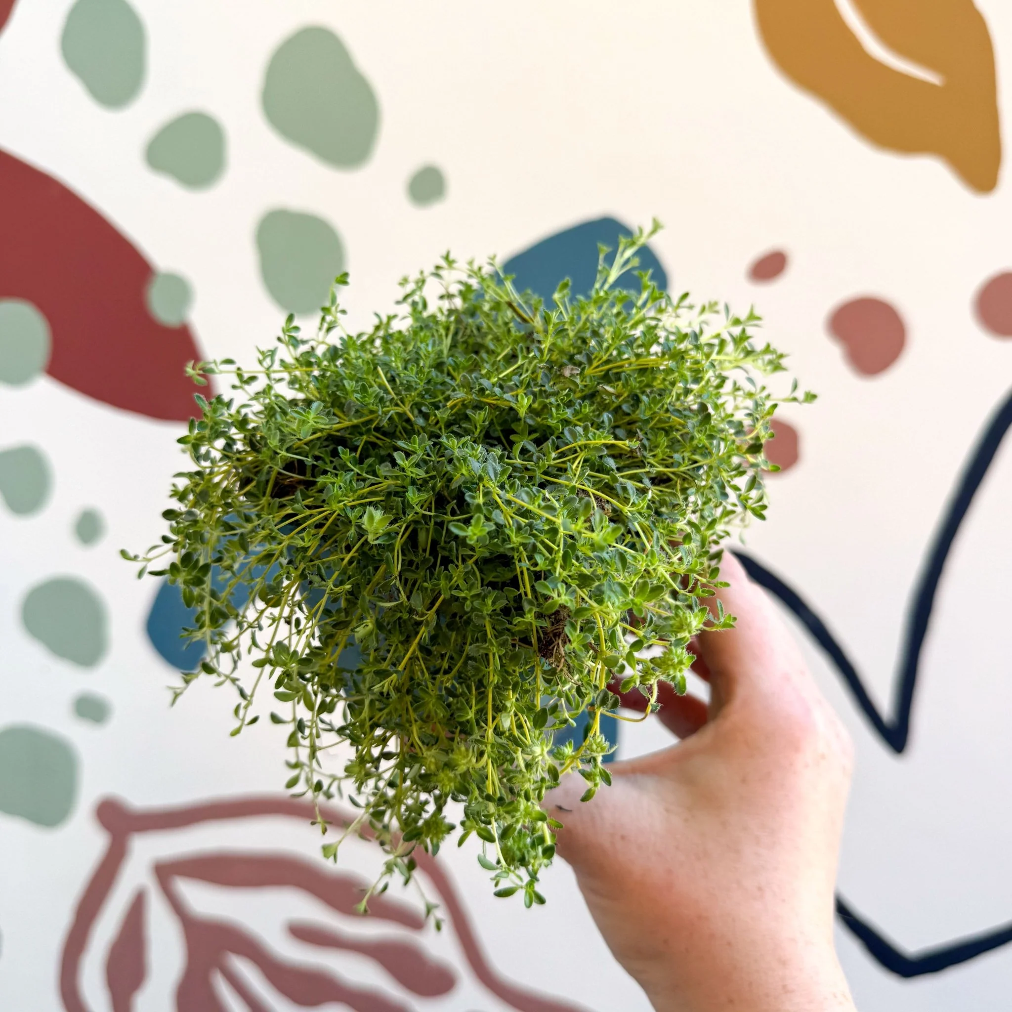 Thymus serpyllum ‘Snowdrift’ - Cotswolds Grown Culinary Herbs - Image 2
