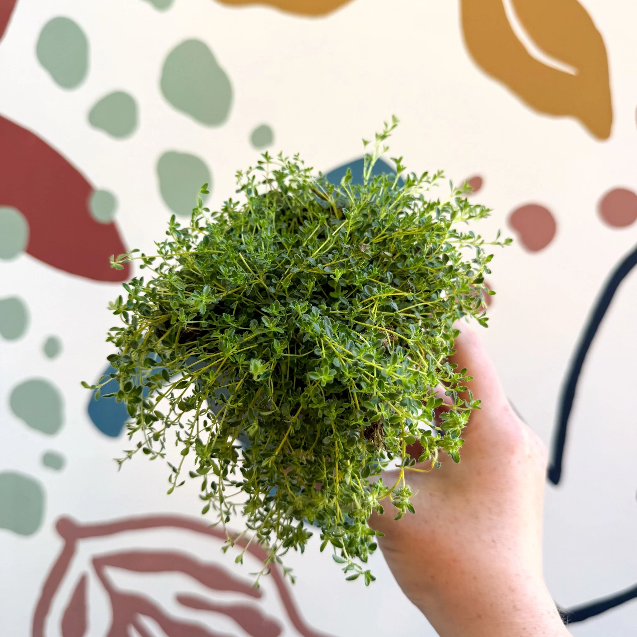 Thymus serpyllum ‘Snowdrift’ - Cotswolds Grown Culinary Herbs - Image 6