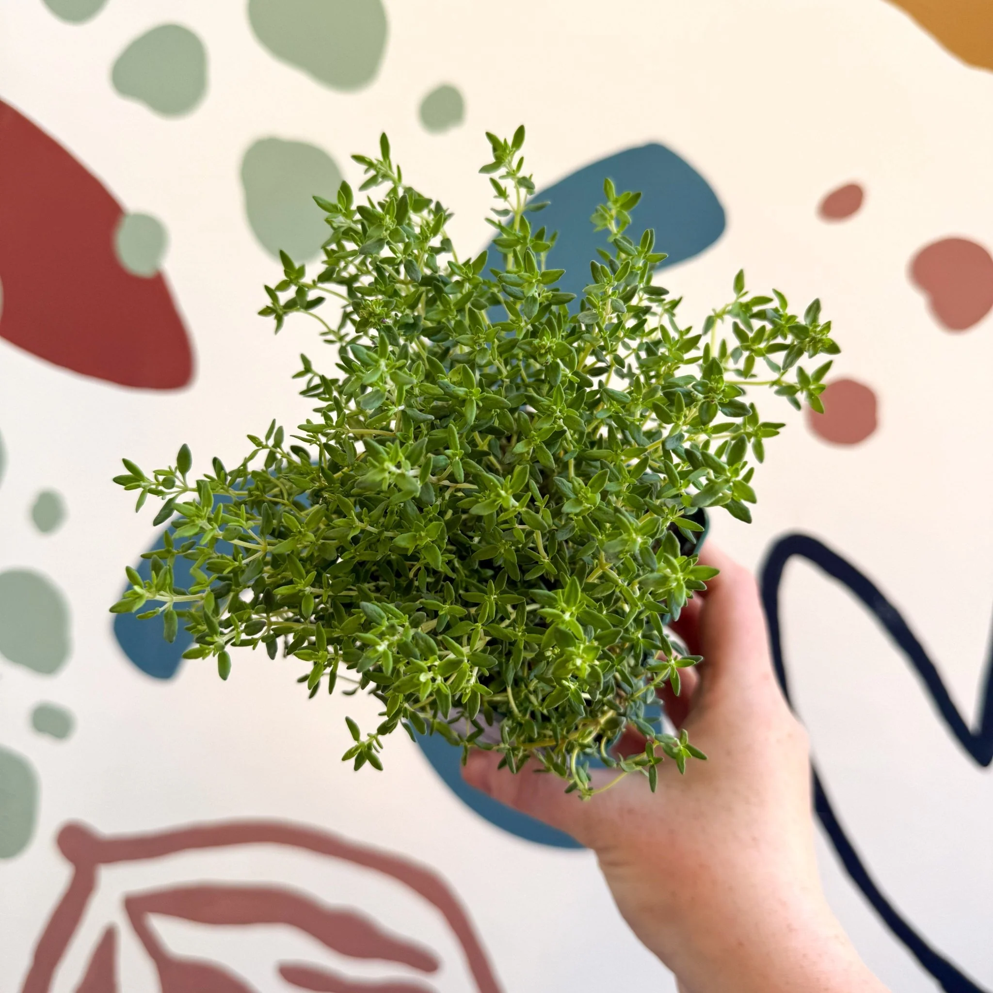Thymus vulgaris compactus - Cotswolds Grown Culinary Herbs - Image 2