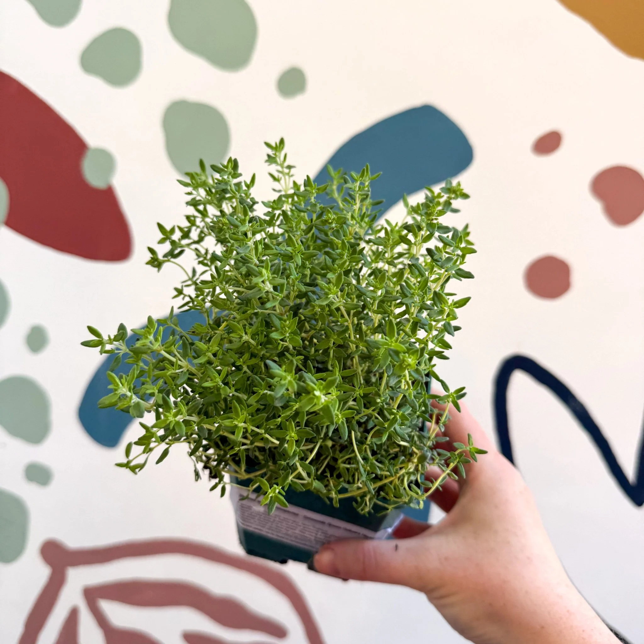 Thymus vulgaris compactus - Cotswolds Grown Culinary Herbs - Image 3