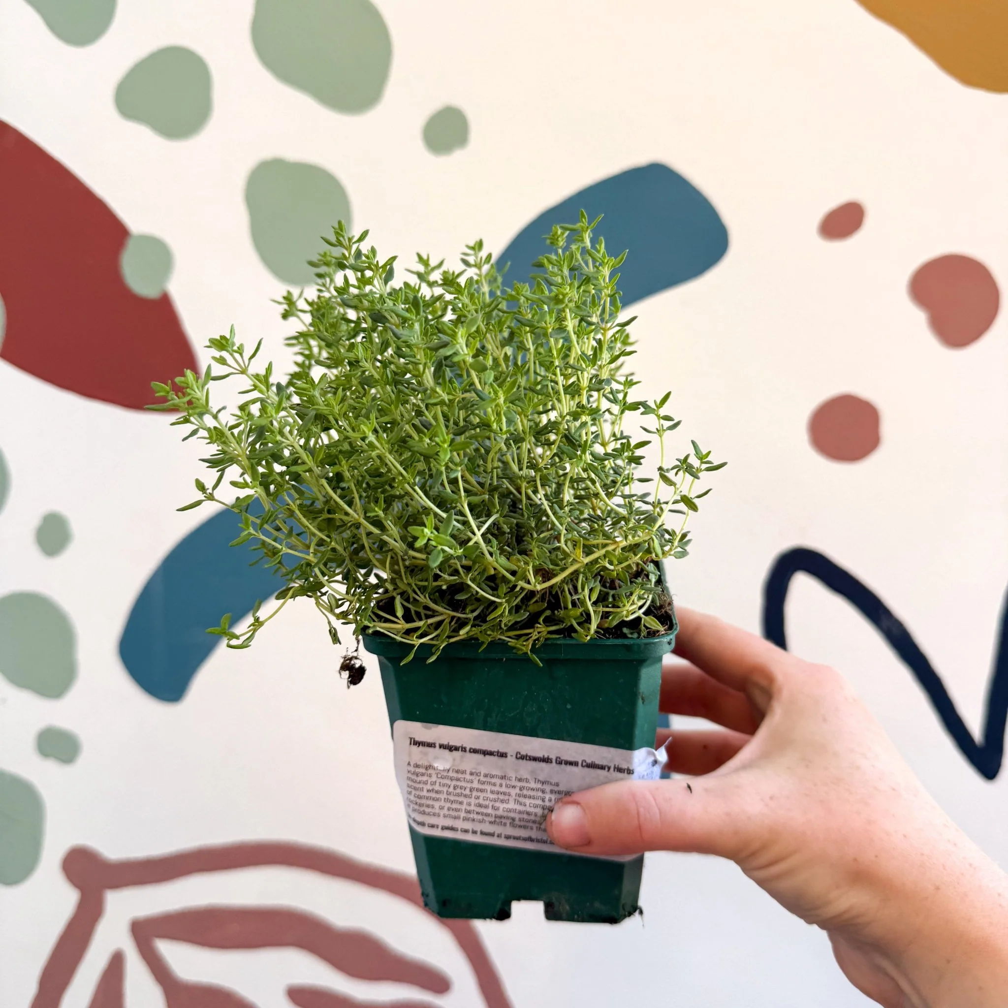 Thymus vulgaris compactus - Cotswolds Grown Culinary Herbs - Image 4
