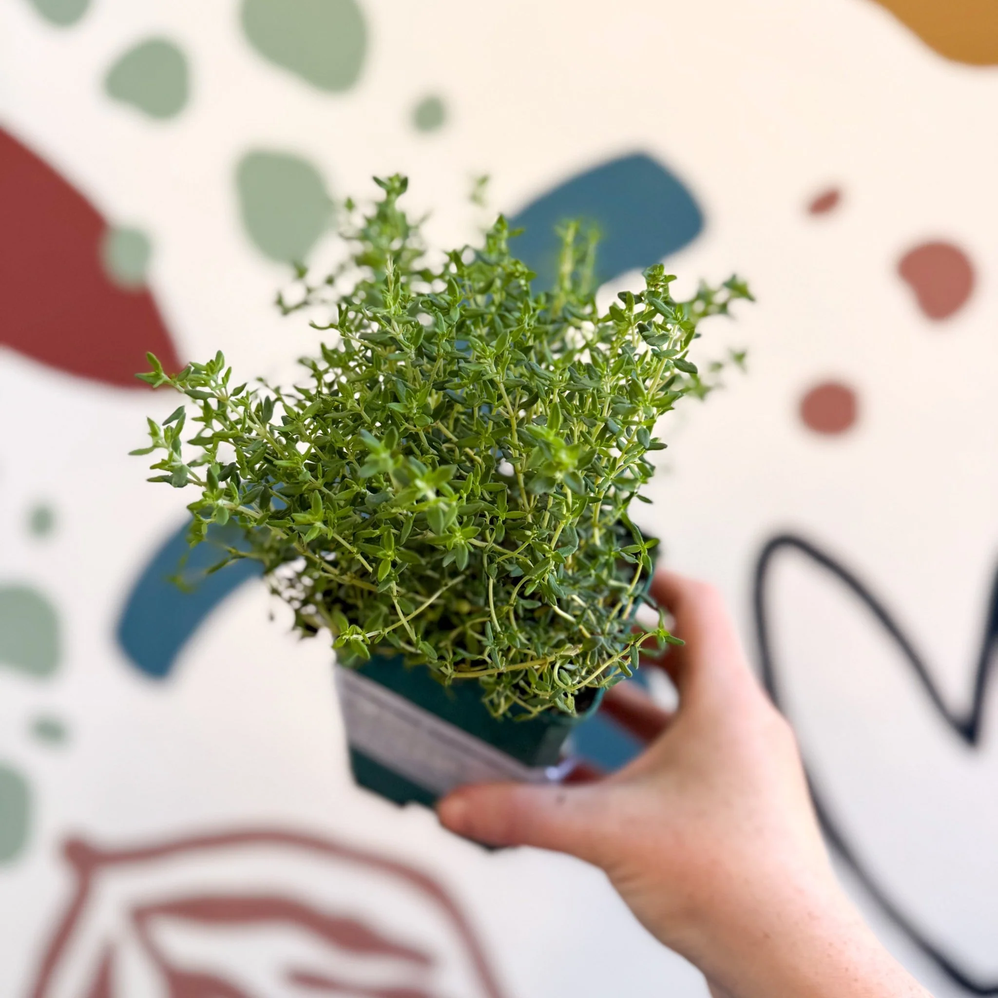 Thymus vulgaris compactus - Cotswolds Grown Culinary Herbs - Image 5