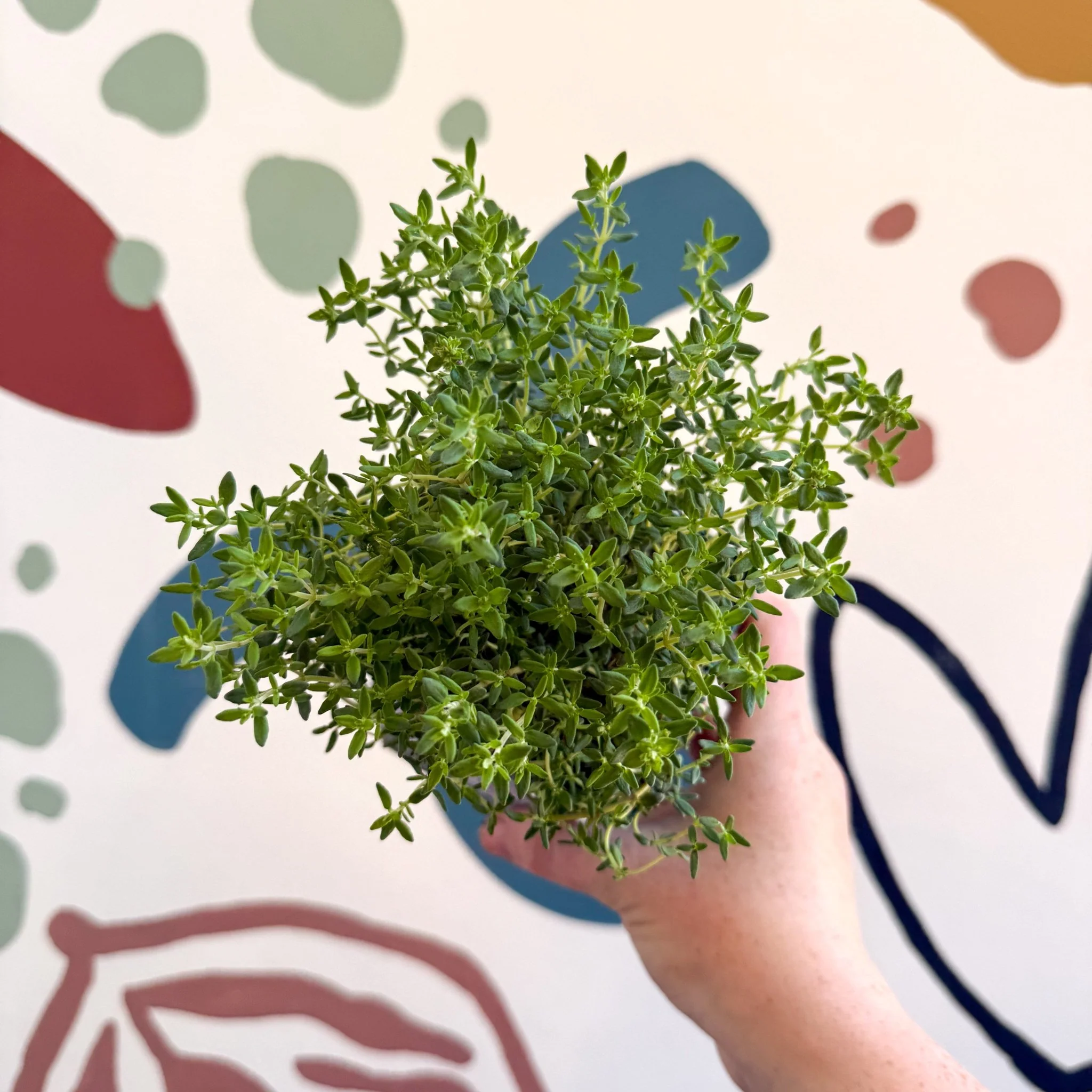 Thymus vulgaris compactus - Cotswolds Grown Culinary Herbs - Image 6