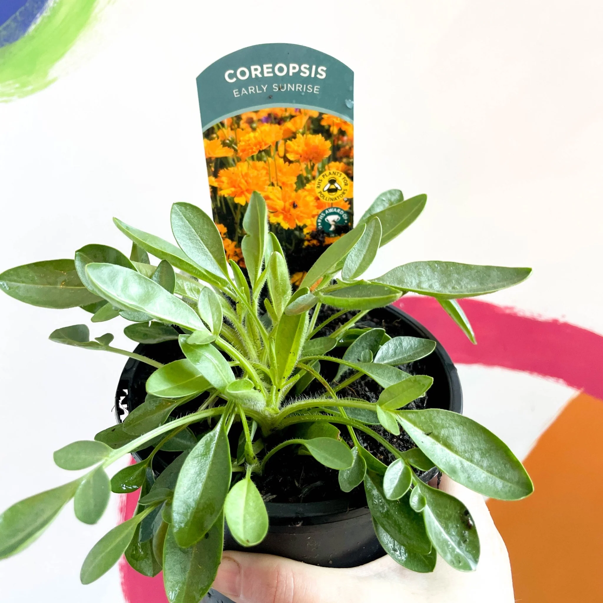 Coreopsis grandiflora 'Early Sunrise' [British Grown Herbaceous Perennial]