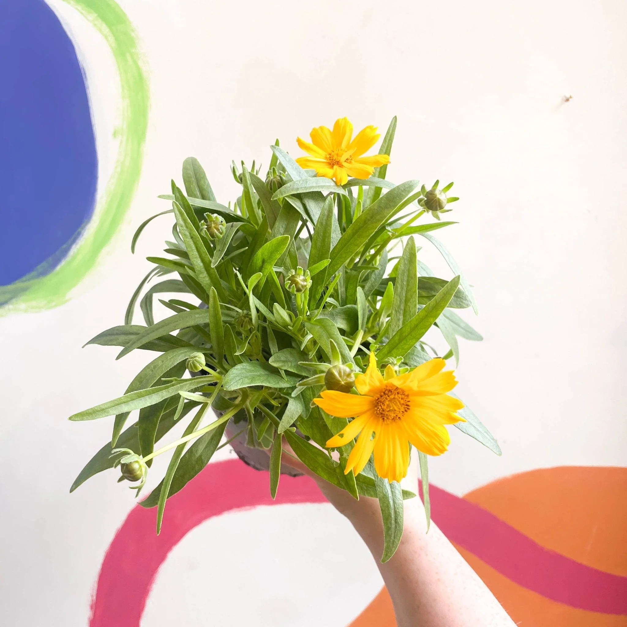 Coreopsis grandiflora 'Single Gold' [British Grown Herbaceous Perennial]