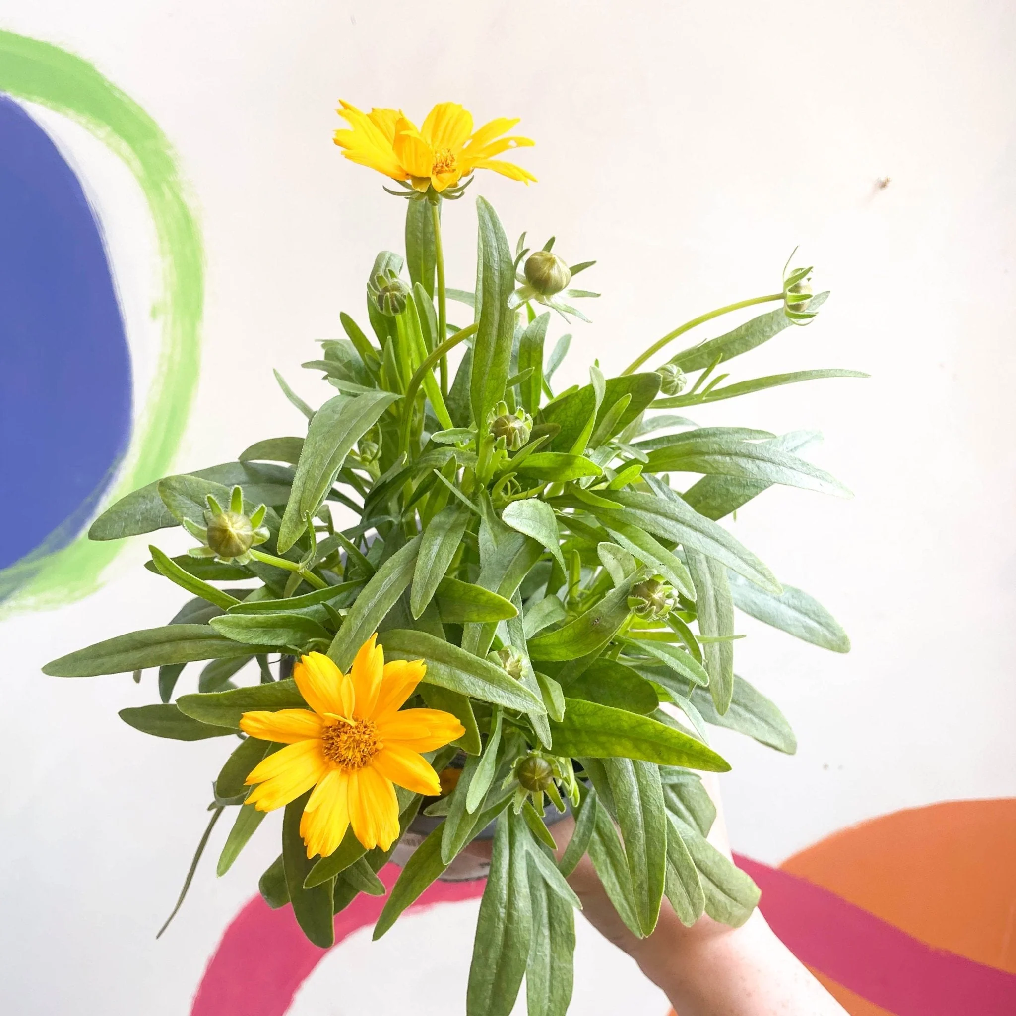 Coreopsis grandiflora 'Single Gold' [British Grown Herbaceous Perennial] - Image 2