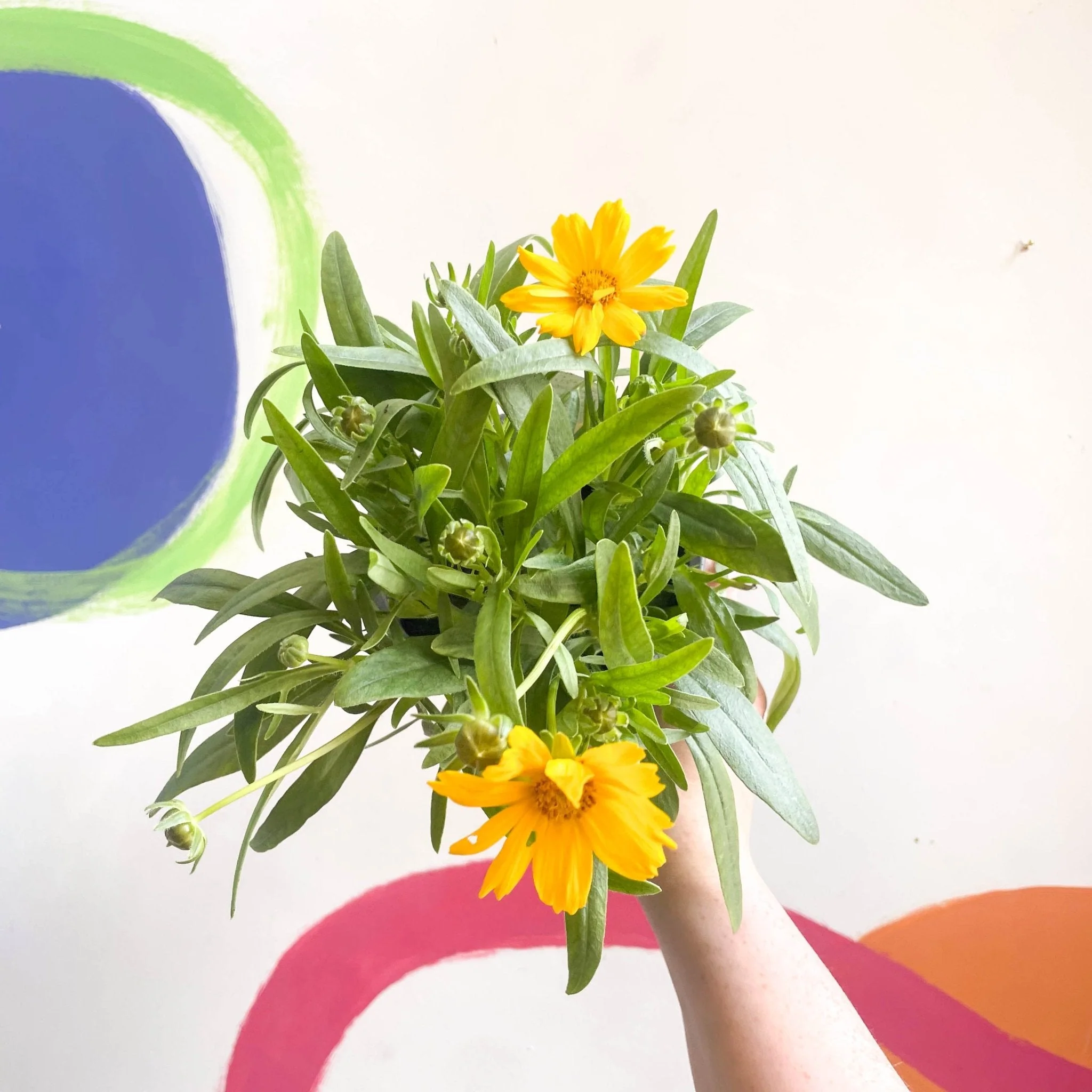 Coreopsis grandiflora 'Single Gold' [British Grown Herbaceous Perennial] - Image 6
