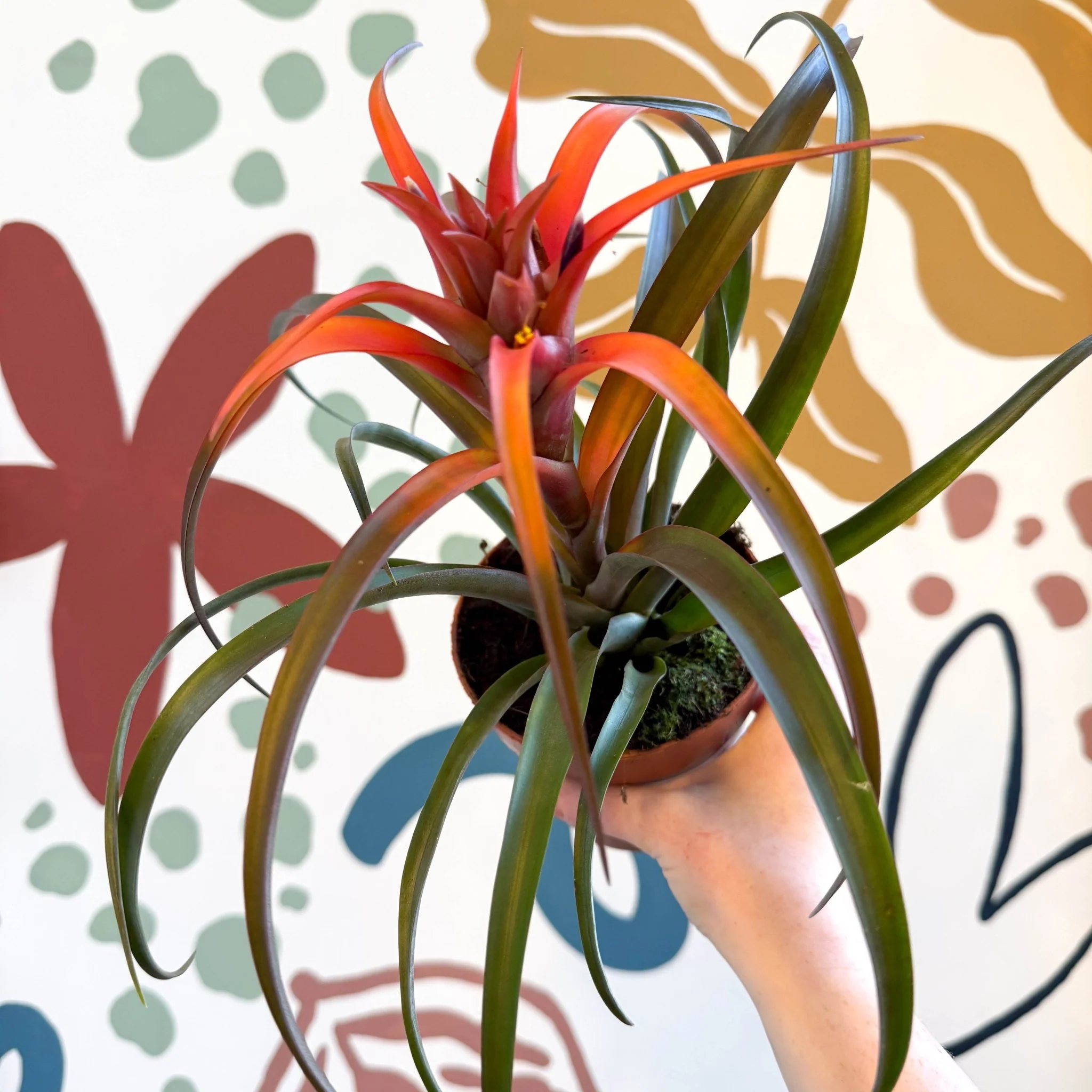 Tillandsia capitata 'Hermosa' - Flaming Sword Bromeliad - Image 10