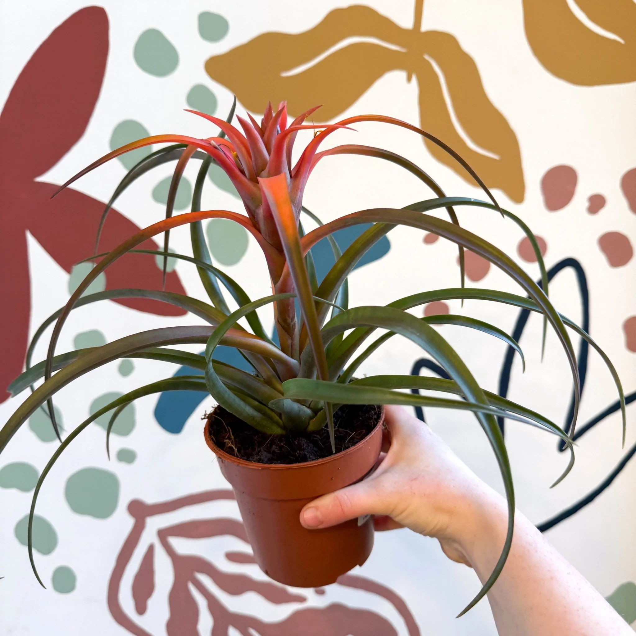 Tillandsia capitata 'Hermosa' - Flaming Sword Bromeliad - Image 11
