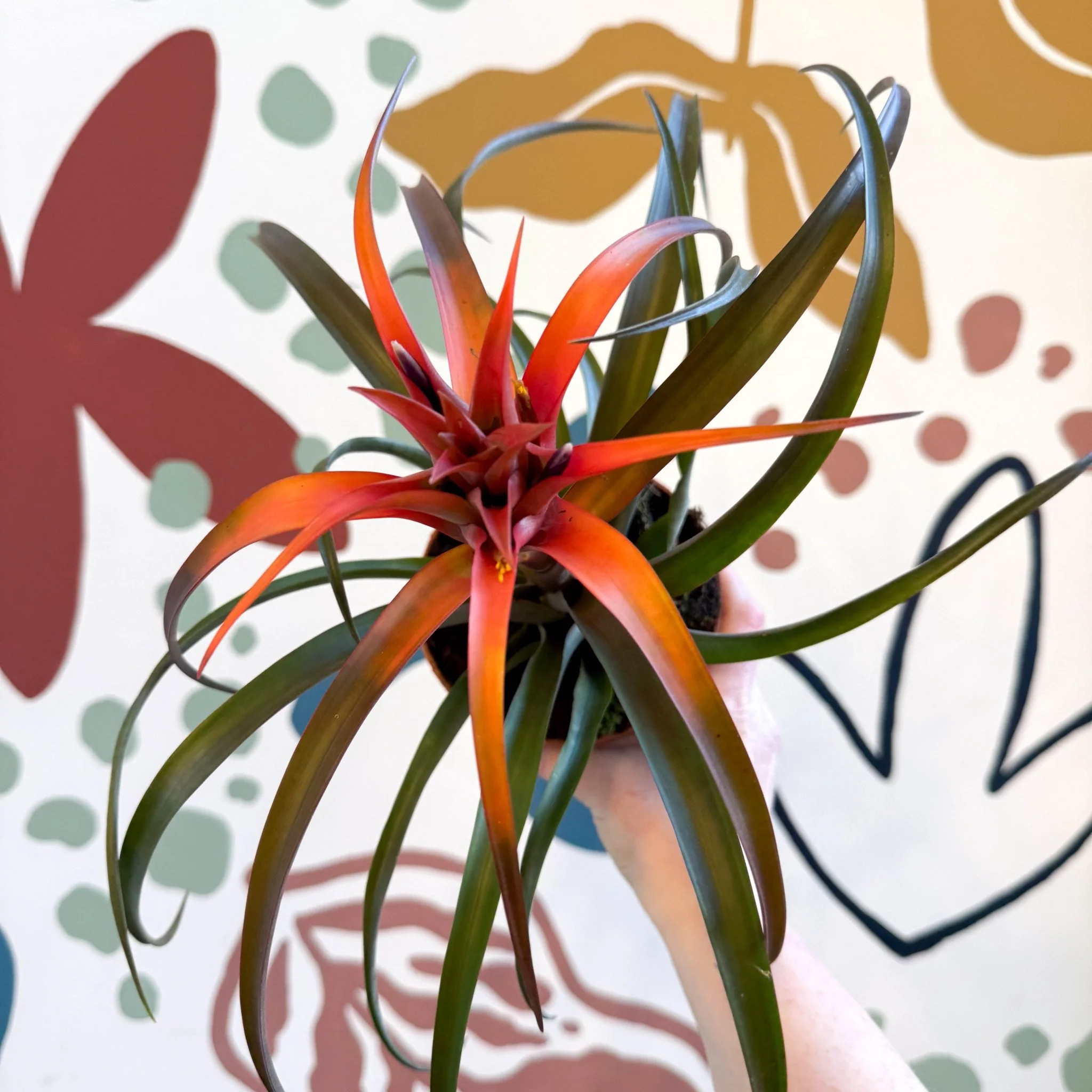 Tillandsia capitata 'Hermosa' - Flaming Sword Bromeliad - Image 12