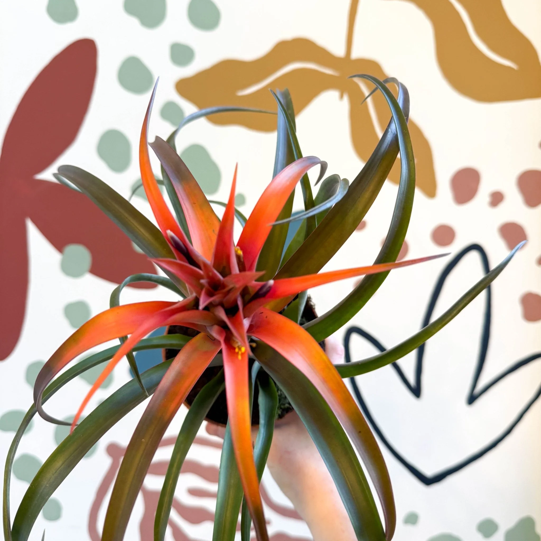Tillandsia capitata 'Hermosa' - Flaming Sword Bromeliad - Image 13