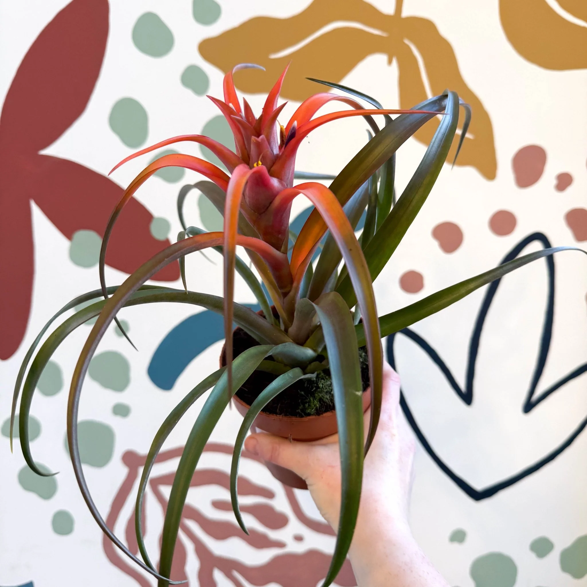 Tillandsia capitata 'Hermosa' - Flaming Sword Bromeliad - Image 2