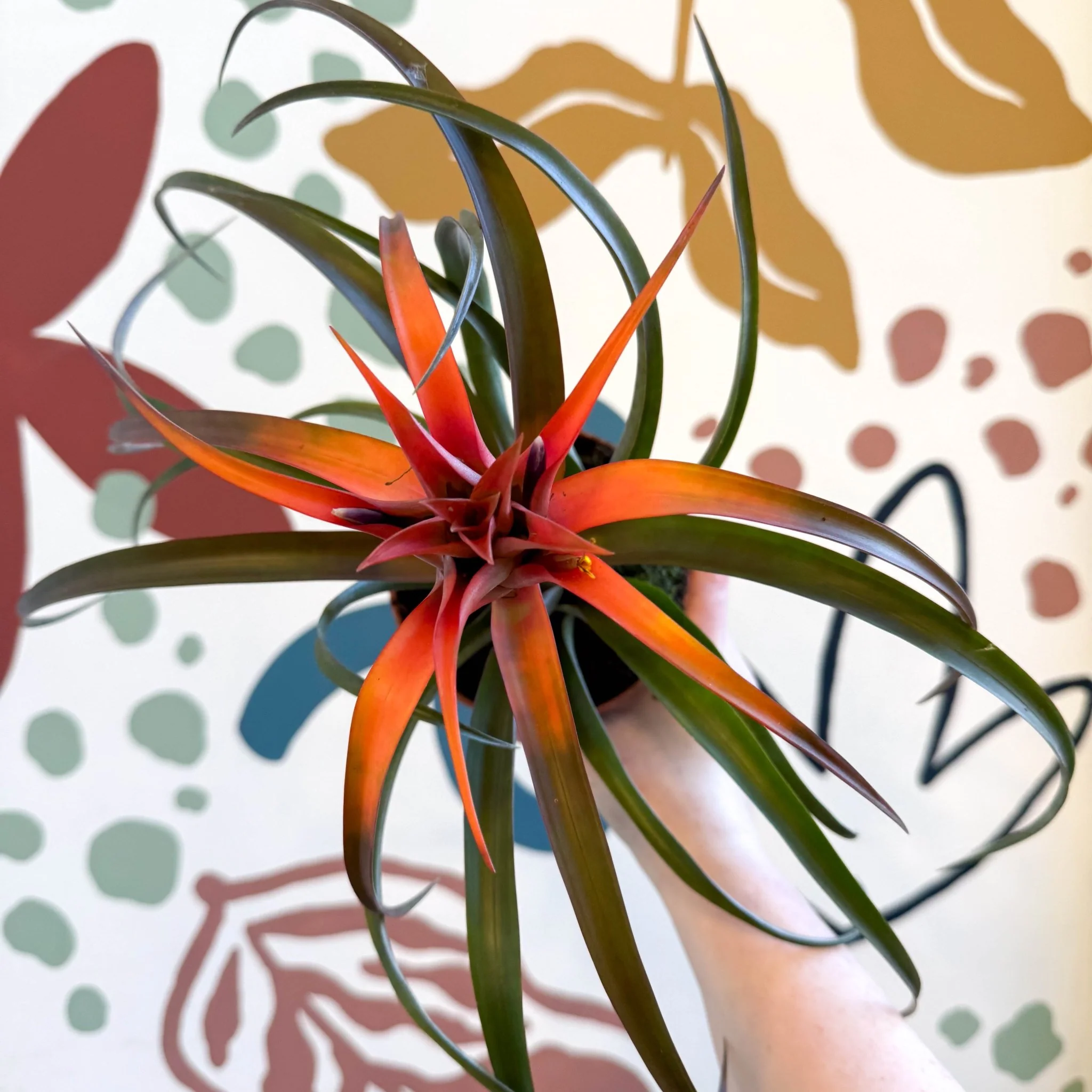 Tillandsia capitata 'Hermosa' - Flaming Sword Bromeliad - Image 3