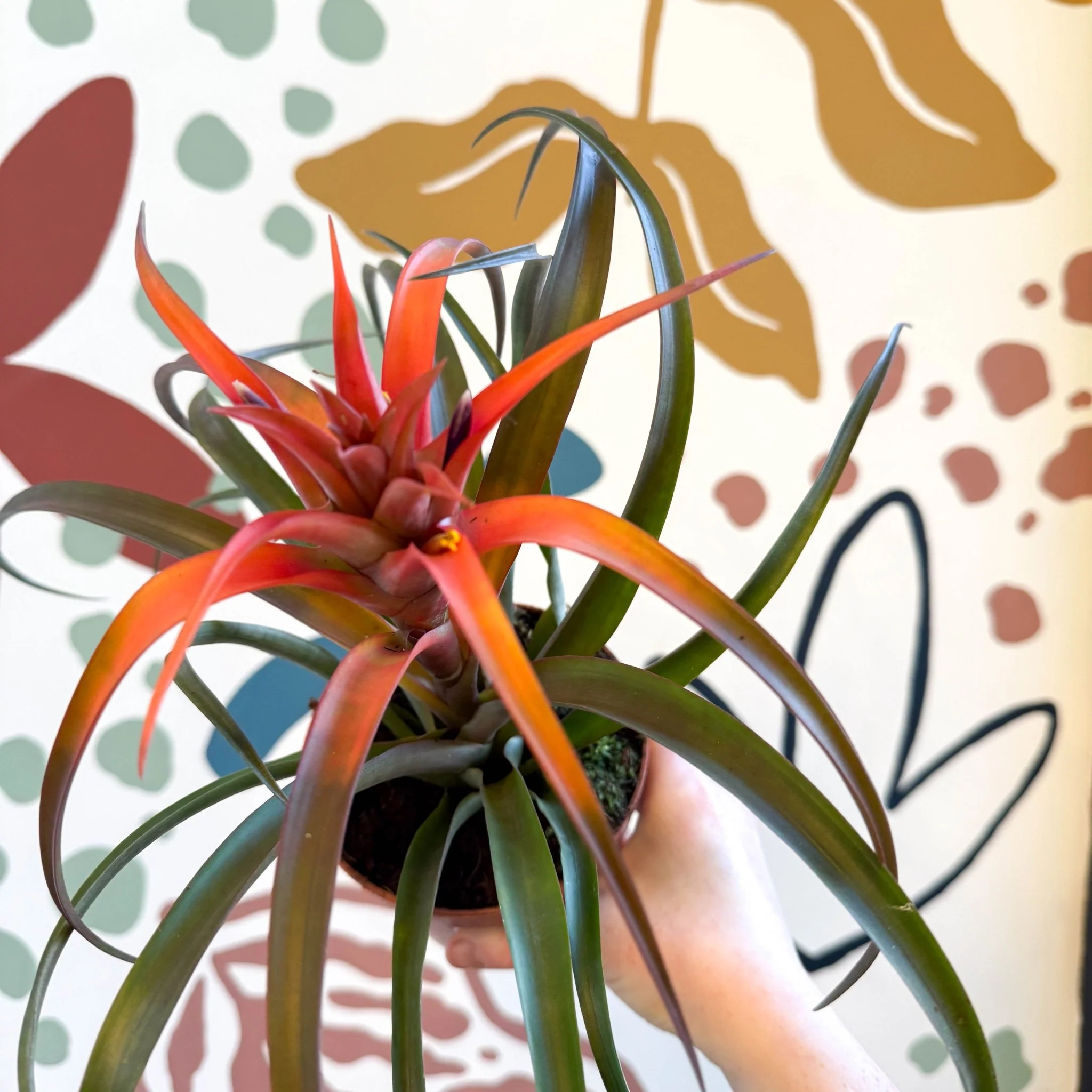 Tillandsia capitata 'Hermosa' - Flaming Sword Bromeliad - Image 4