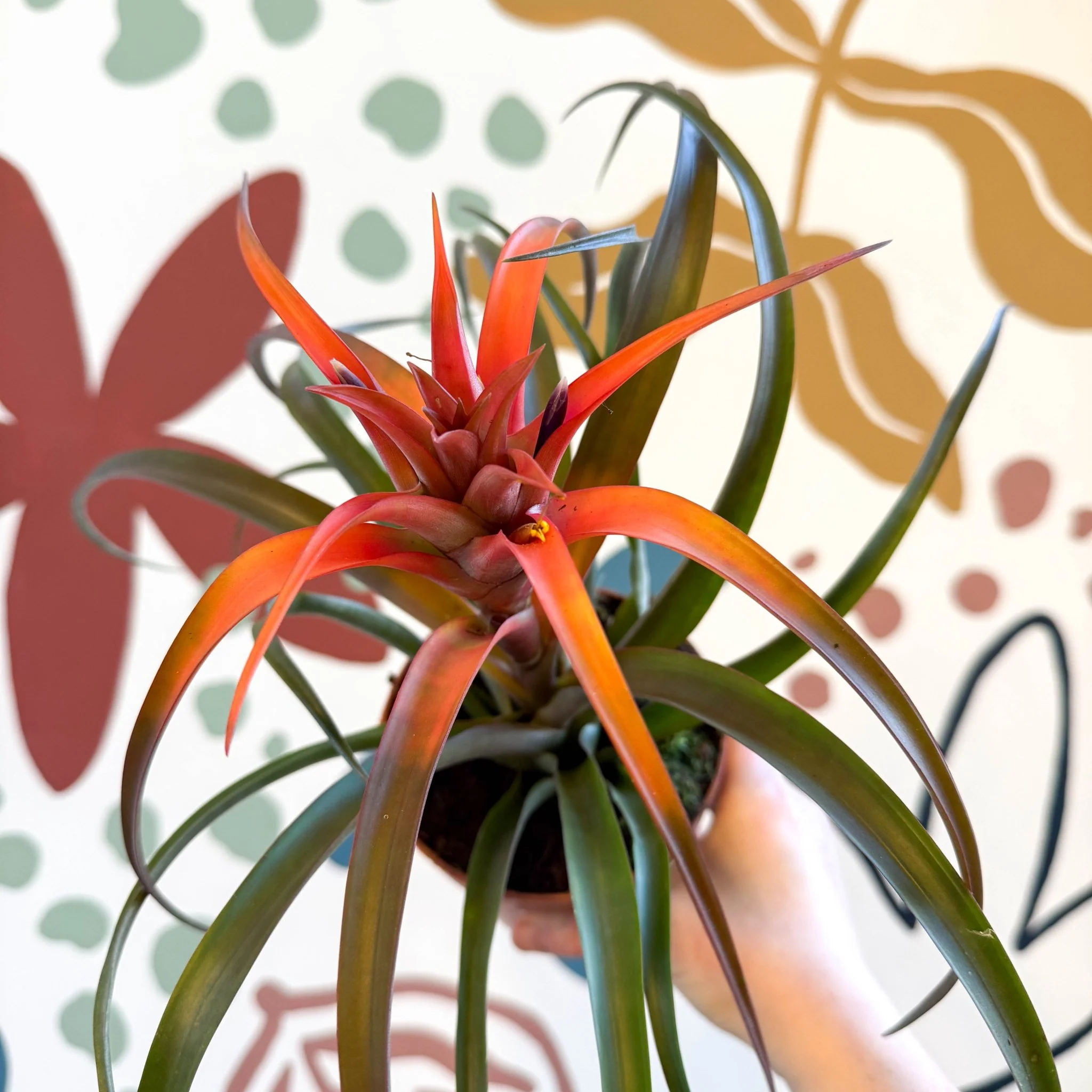 Tillandsia capitata 'Hermosa' - Flaming Sword Bromeliad - Image 5