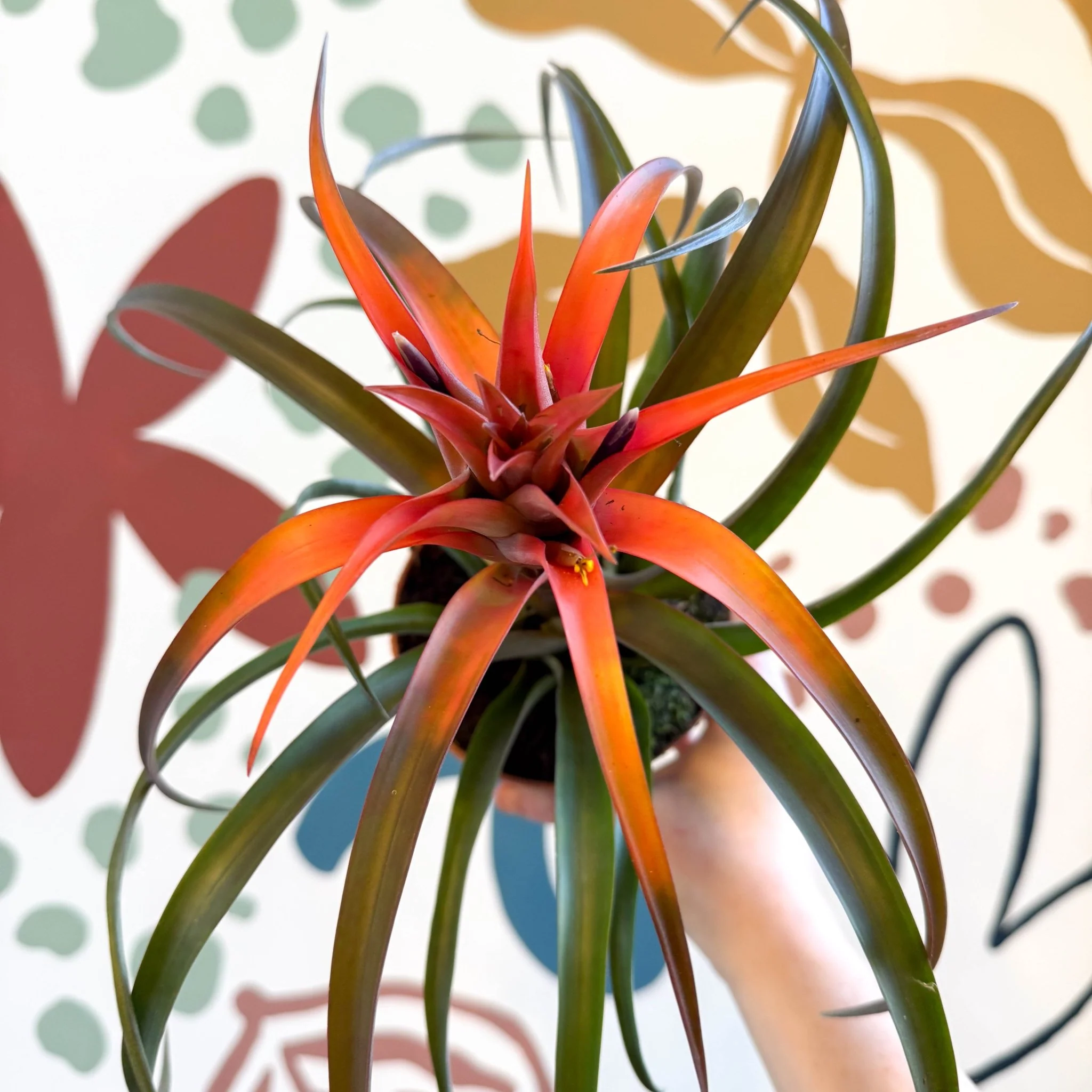 Tillandsia capitata 'Hermosa' - Flaming Sword Bromeliad - Image 6