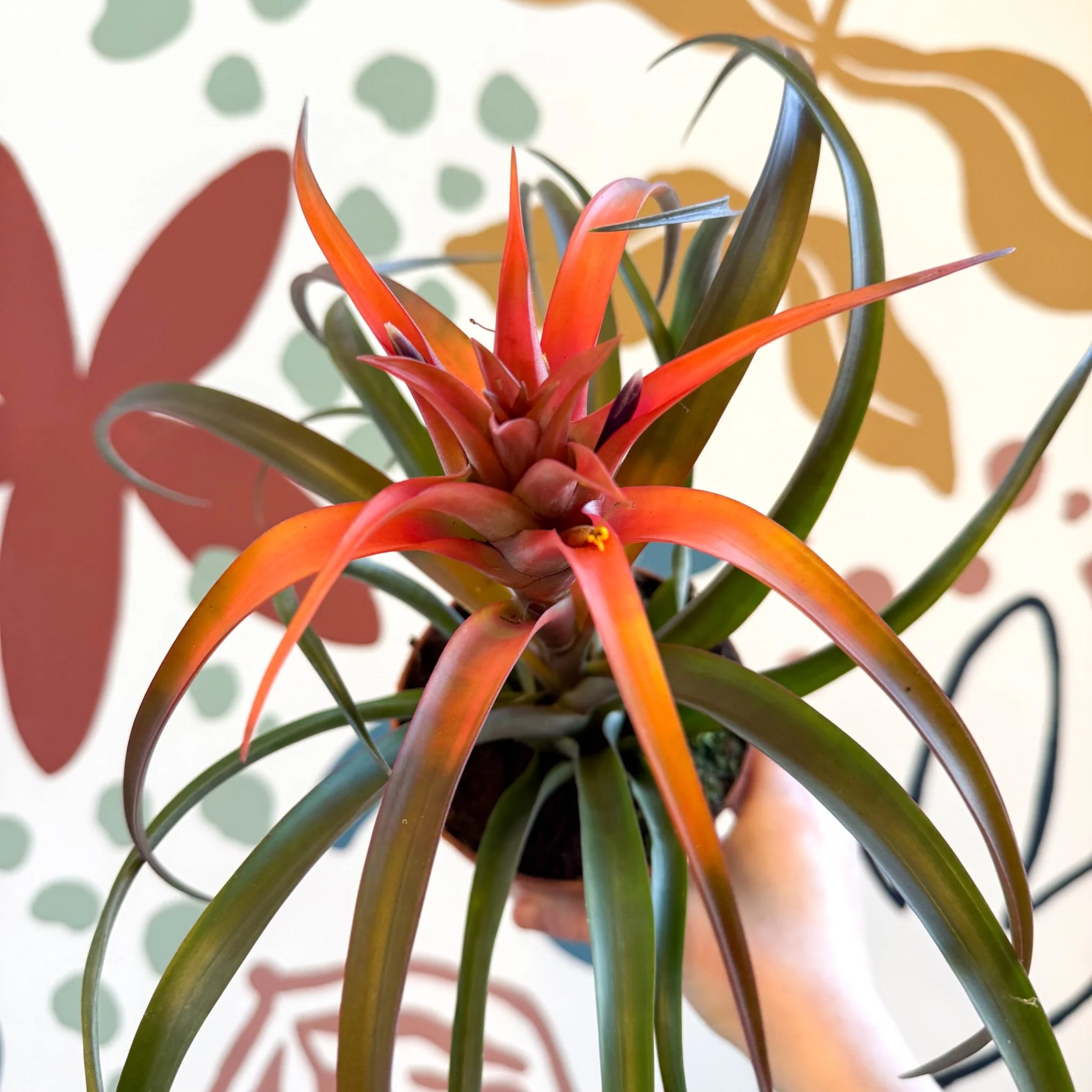 Tillandsia capitata 'Hermosa' - Flaming Sword Bromeliad - Image 7