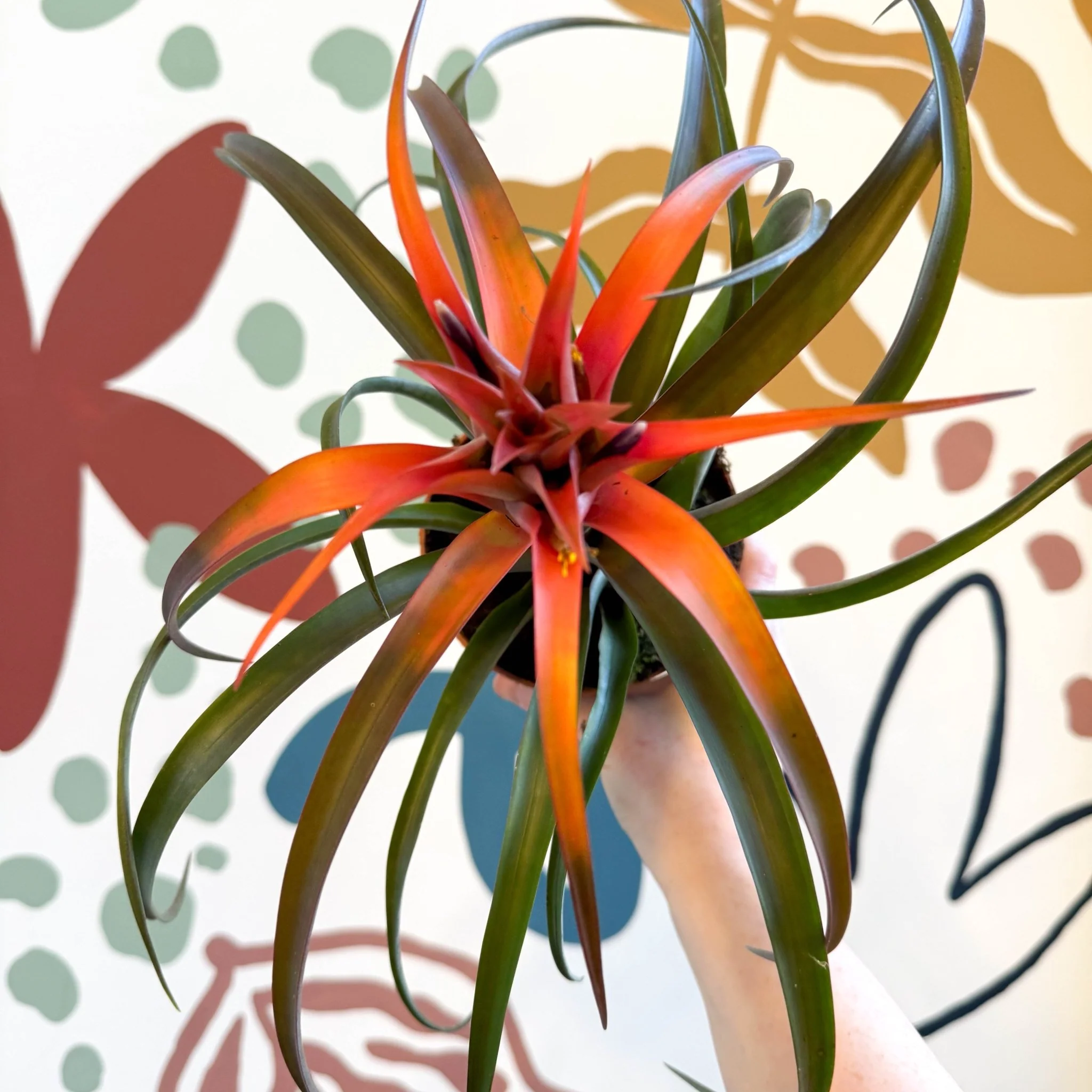 Tillandsia capitata 'Hermosa' - Flaming Sword Bromeliad - Image 8