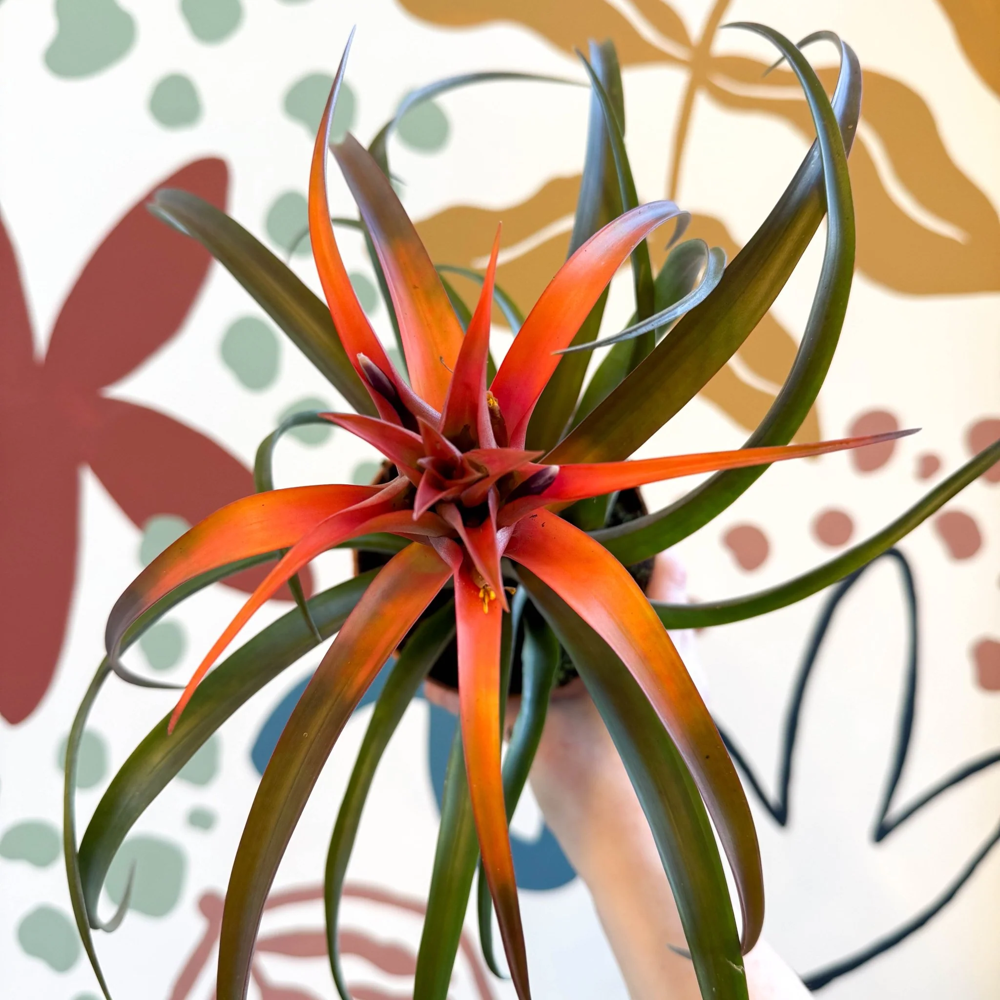 Tillandsia capitata 'Hermosa' - Flaming Sword Bromeliad - Image 9