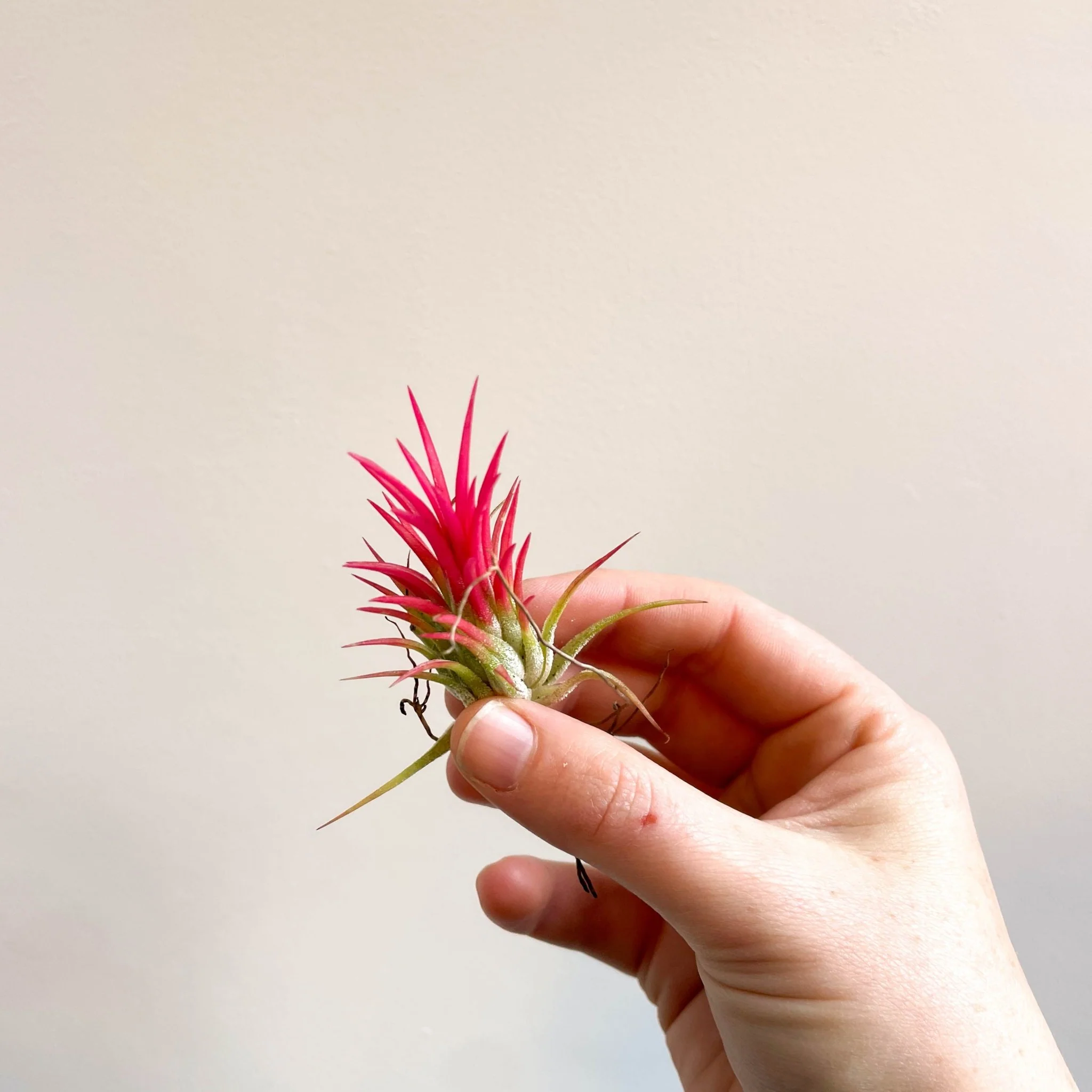 Tillandsia Ionantha 'Fuego' - Pink Air Plant - Image 2