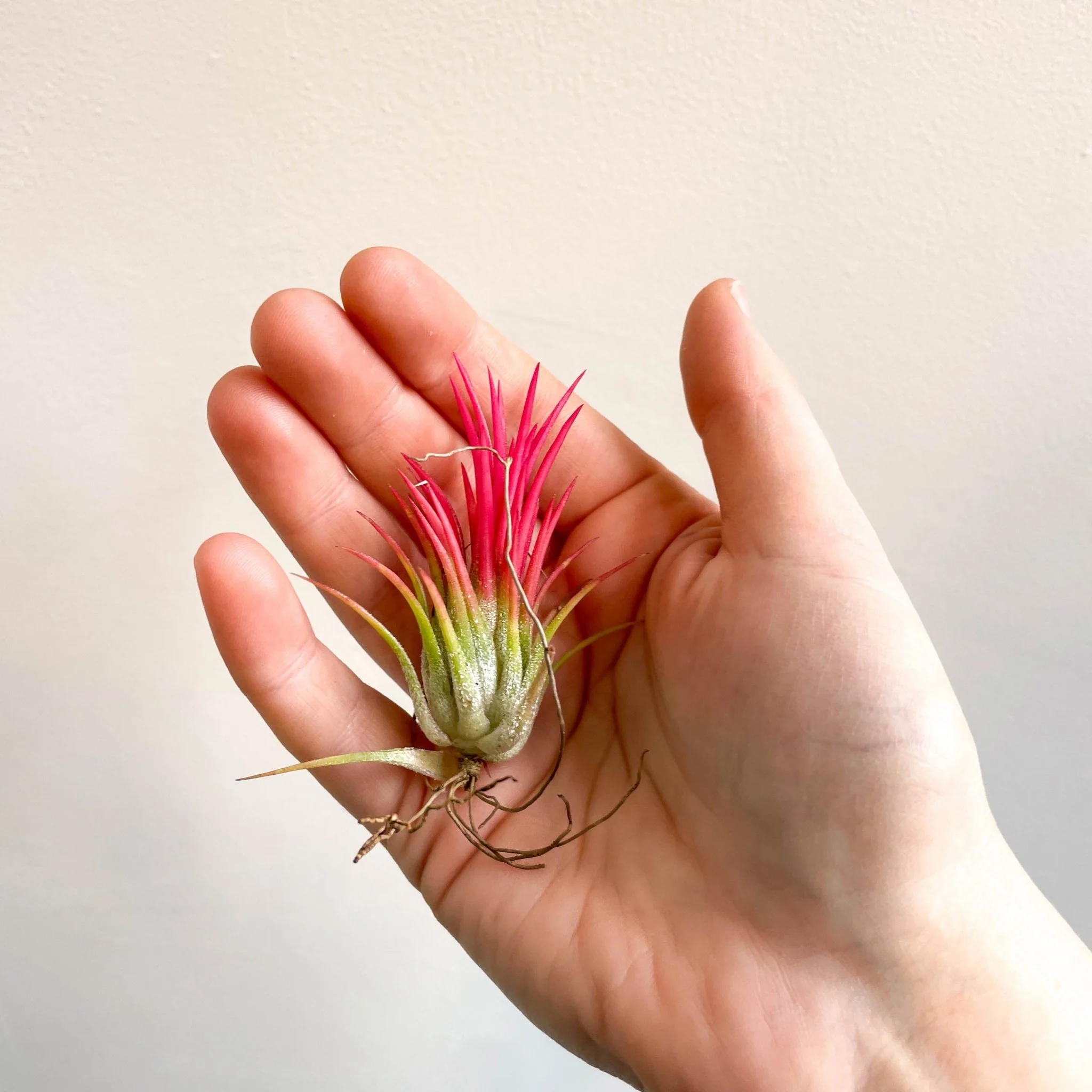 Tillandsia Ionantha 'Fuego' - Pink Air Plant - Image 3
