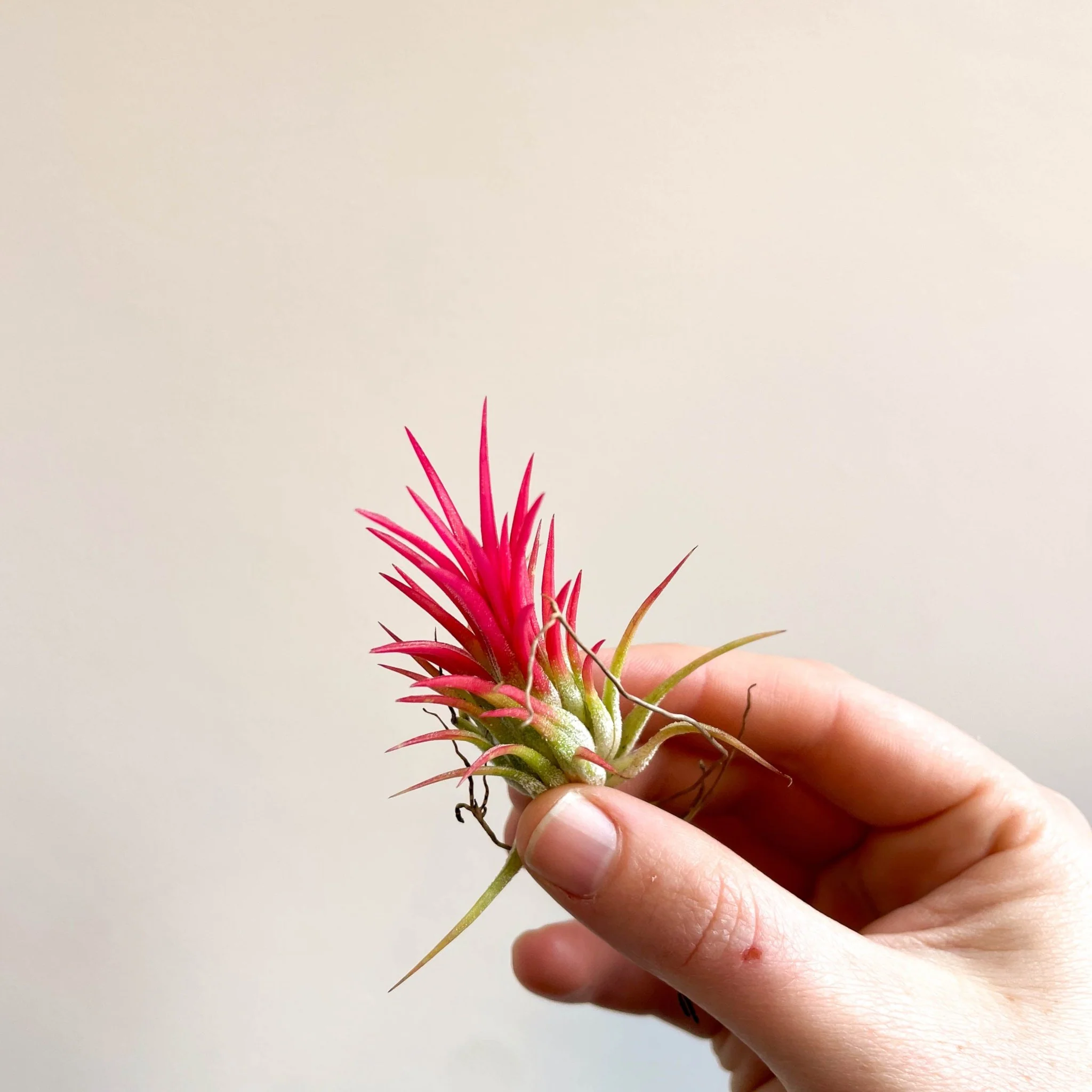 Tillandsia Ionantha 'Fuego' - Pink Air Plant - Image 4