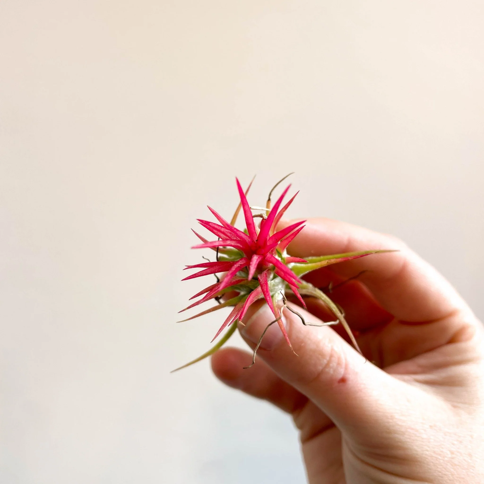 Tillandsia Ionantha 'Fuego' - Pink Air Plant - Image 5
