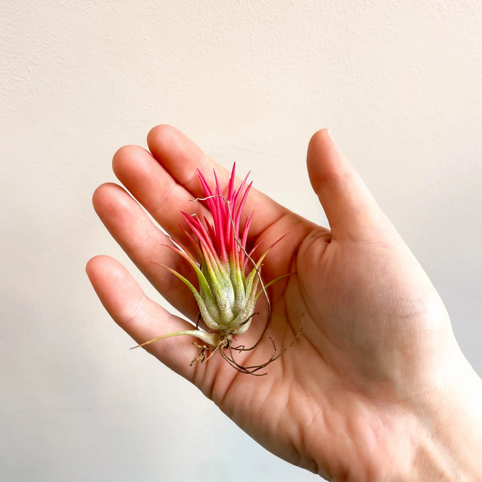 Tillandsia Ionantha 'Fuego' - Pink Air Plant - Image 6