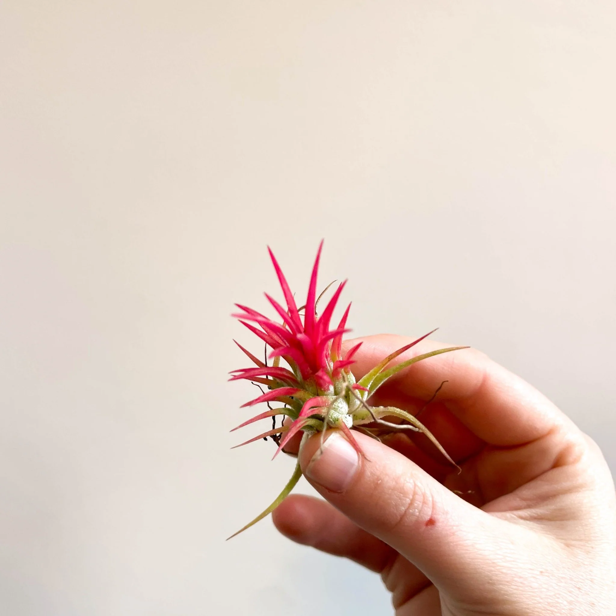 Tillandsia Ionantha 'Fuego' - Pink Air Plant - Image 7