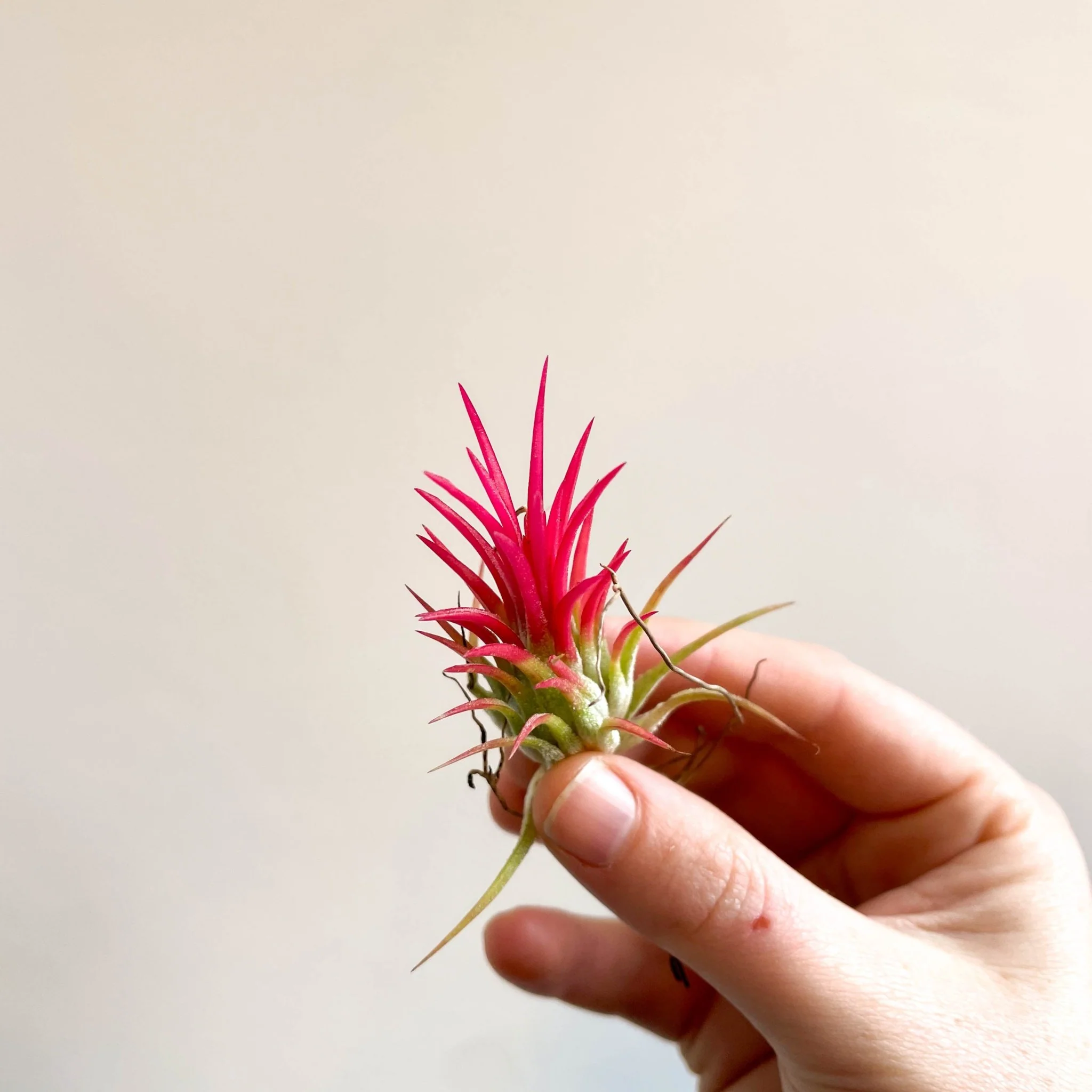 Tillandsia Ionantha 'Fuego' - Pink Air Plant - Image 8