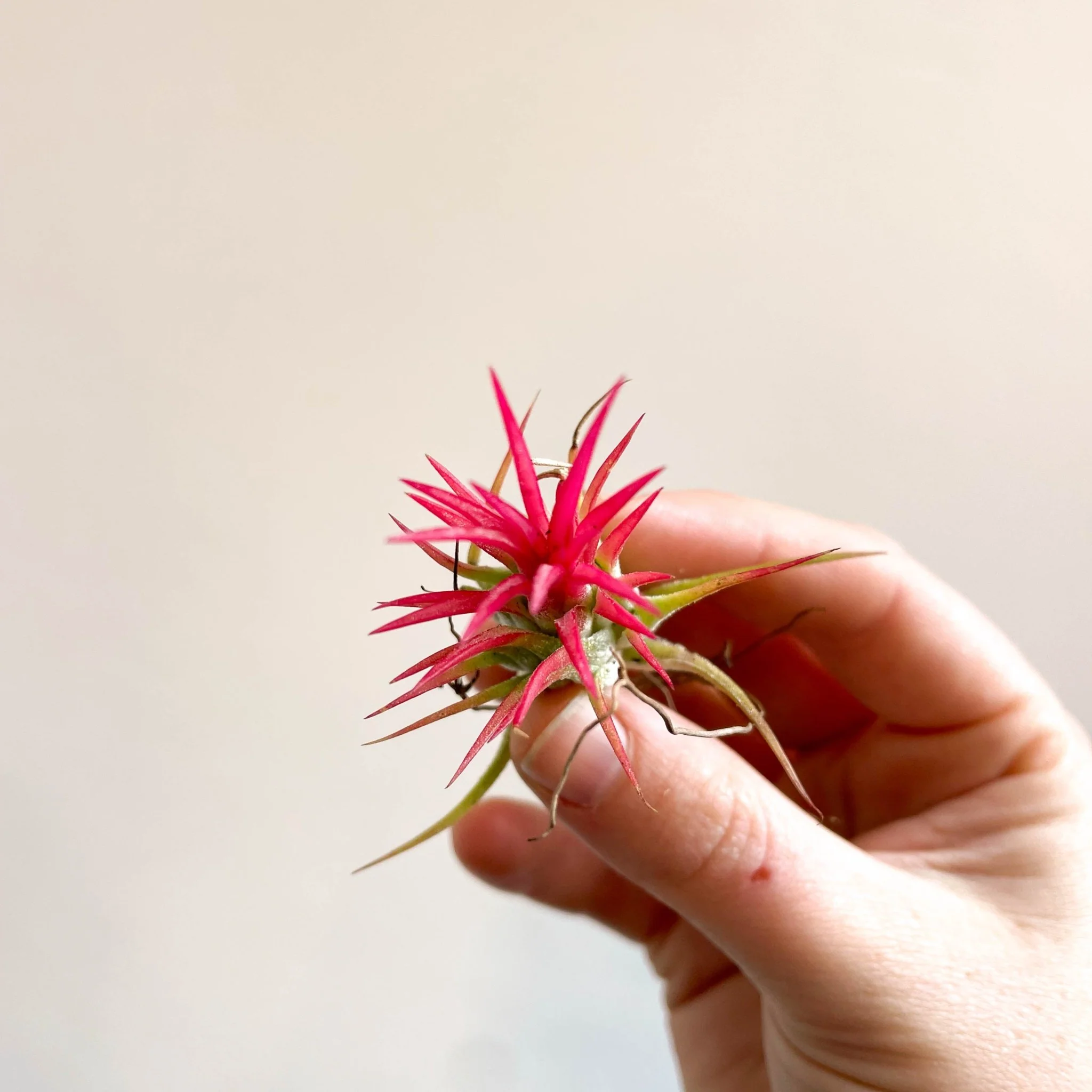 Tillandsia Ionantha 'Fuego' - Pink Air Plant - Image 9
