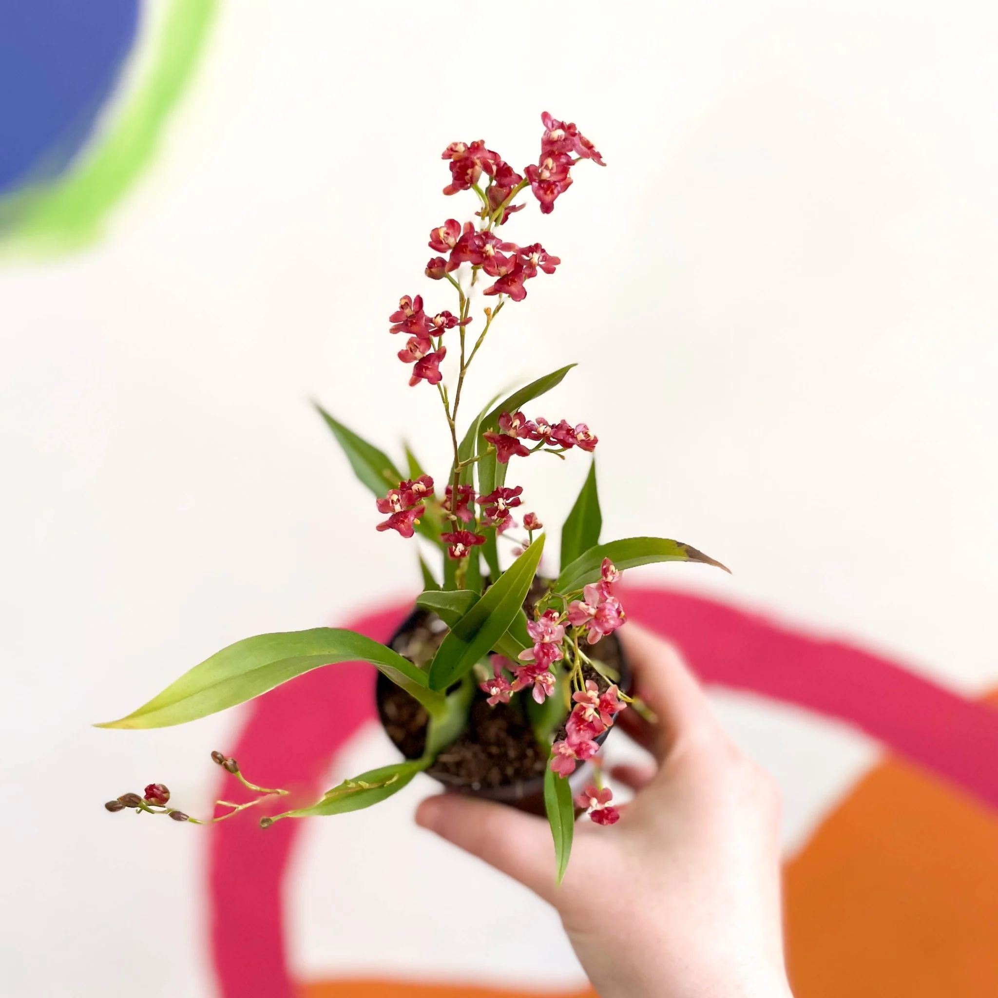 Tiny Butterfly Orchid - Oncidium flexuosum 'Twinkle Red Fantasy’