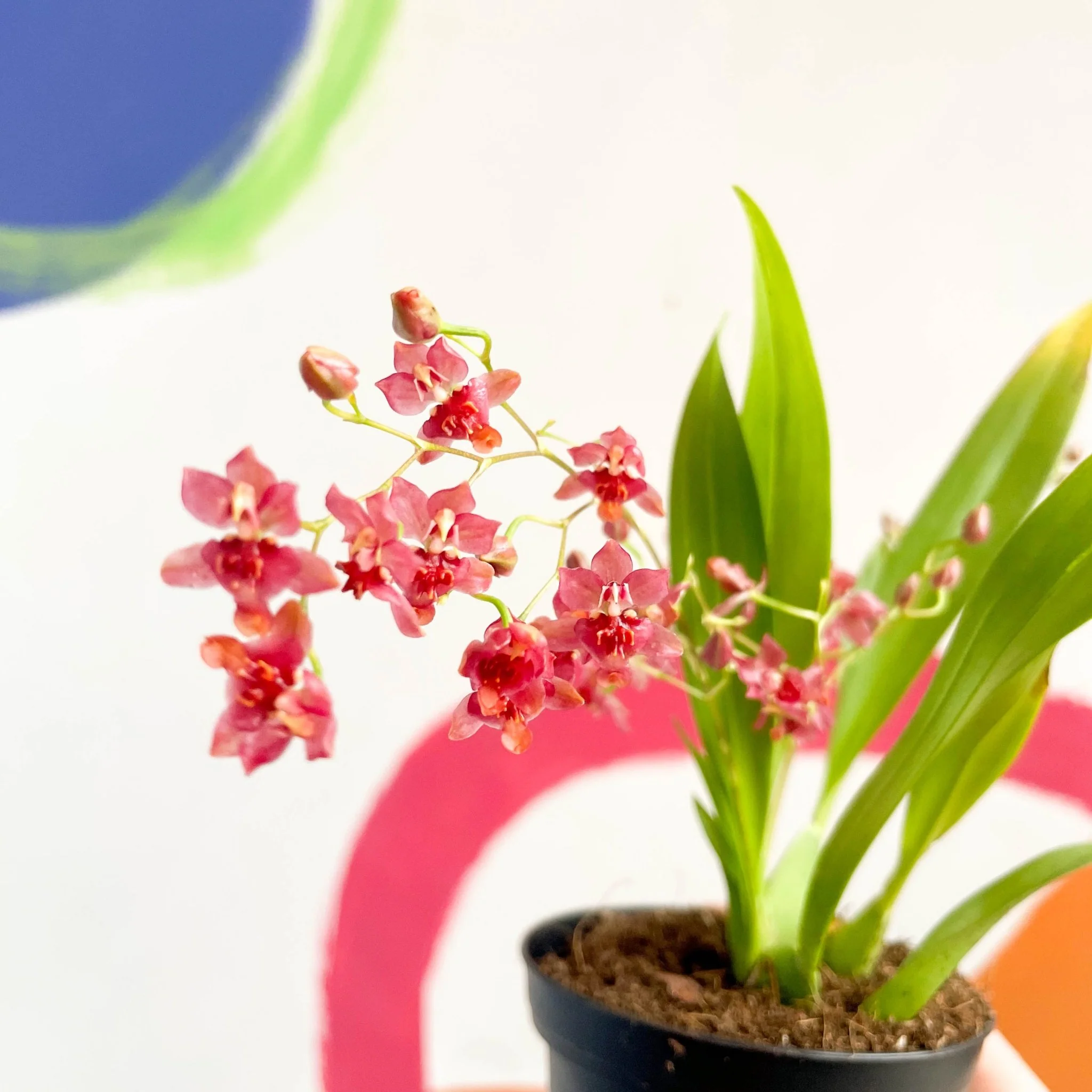 Tiny Butterfly Orchid - Oncidium flexuosum 'Twinkle Red Fantasy’ - Image 2