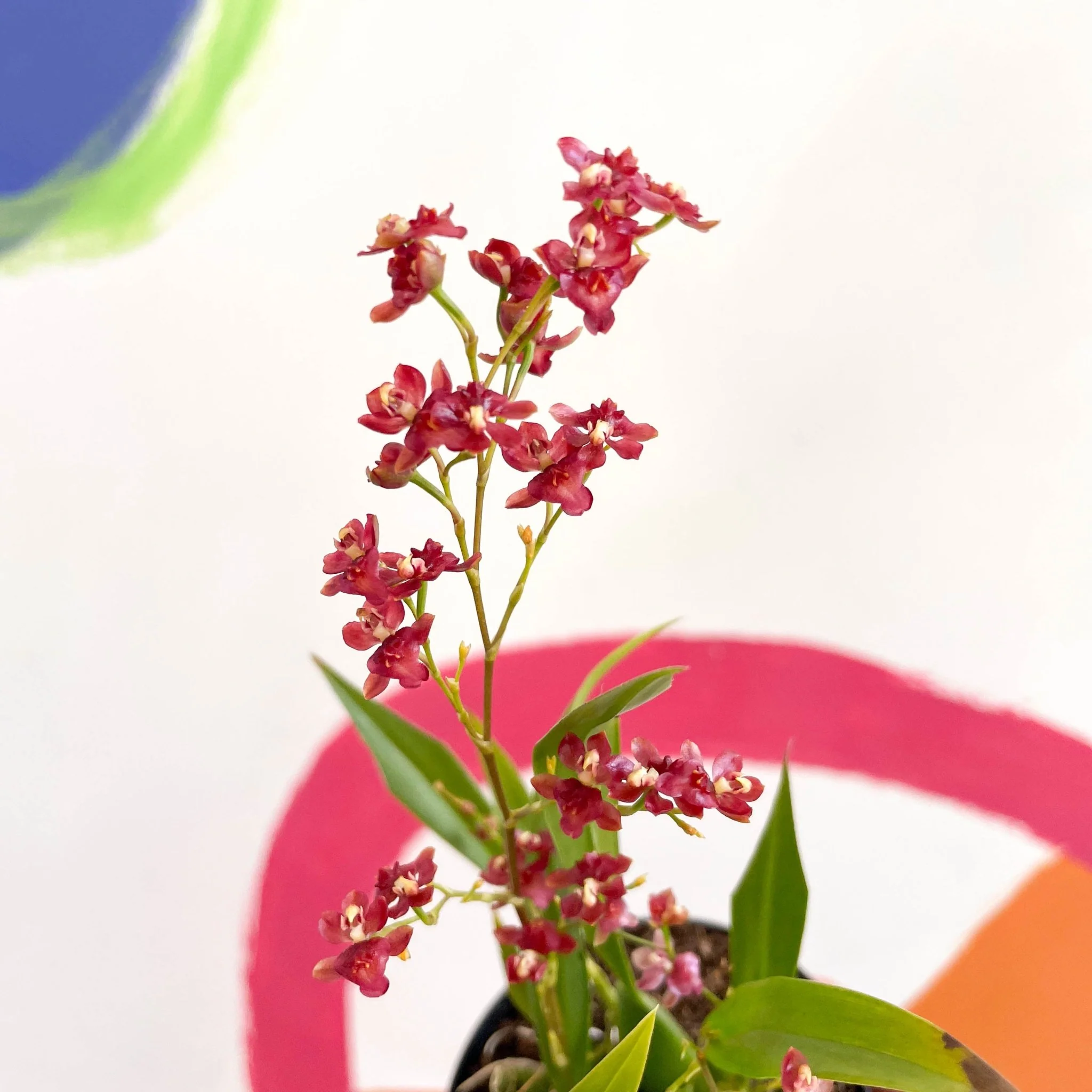 Tiny Butterfly Orchid - Oncidium flexuosum 'Twinkle Red Fantasy’ - Image 3
